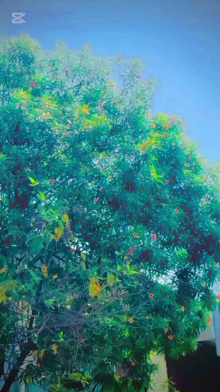 @꧁༺WA₦TED_𝕄𝔸𝔽𝕀𝔸༻DON꧂