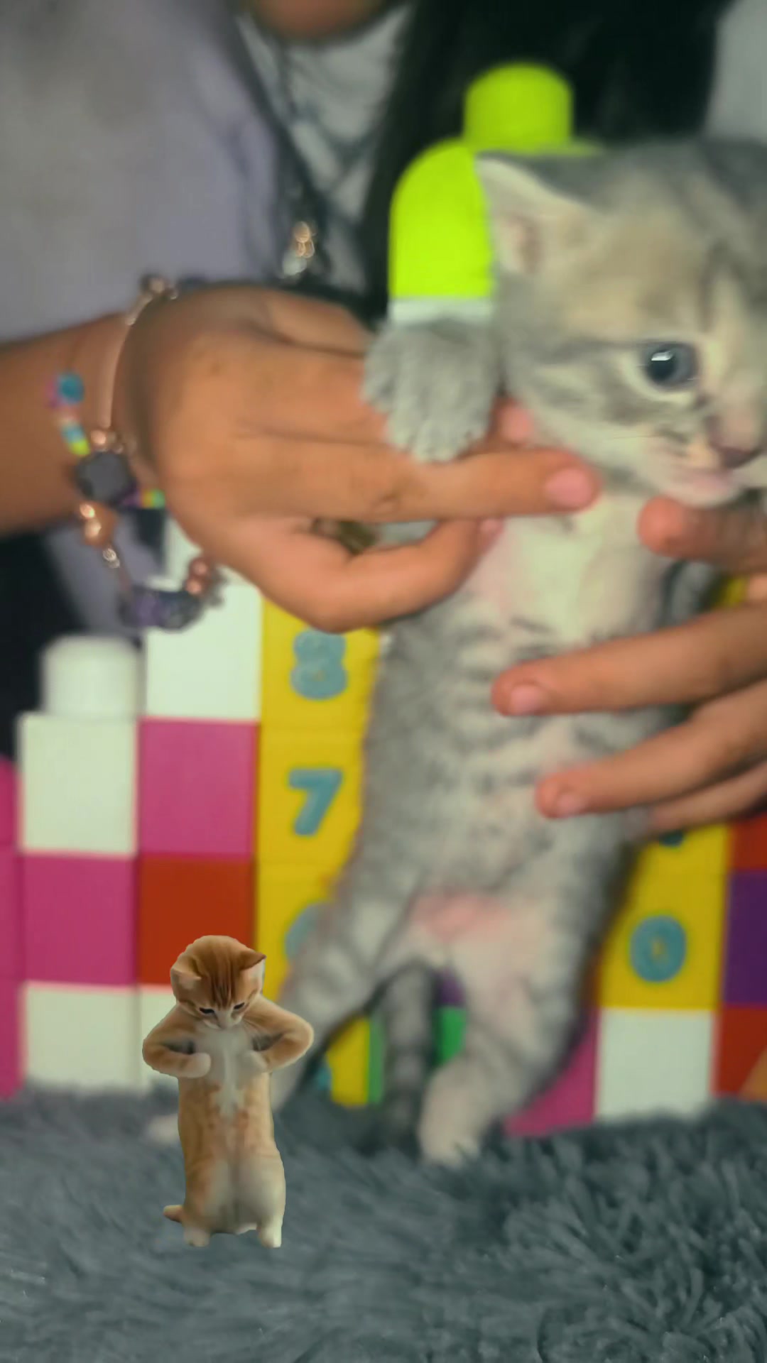 @CatPetCool
