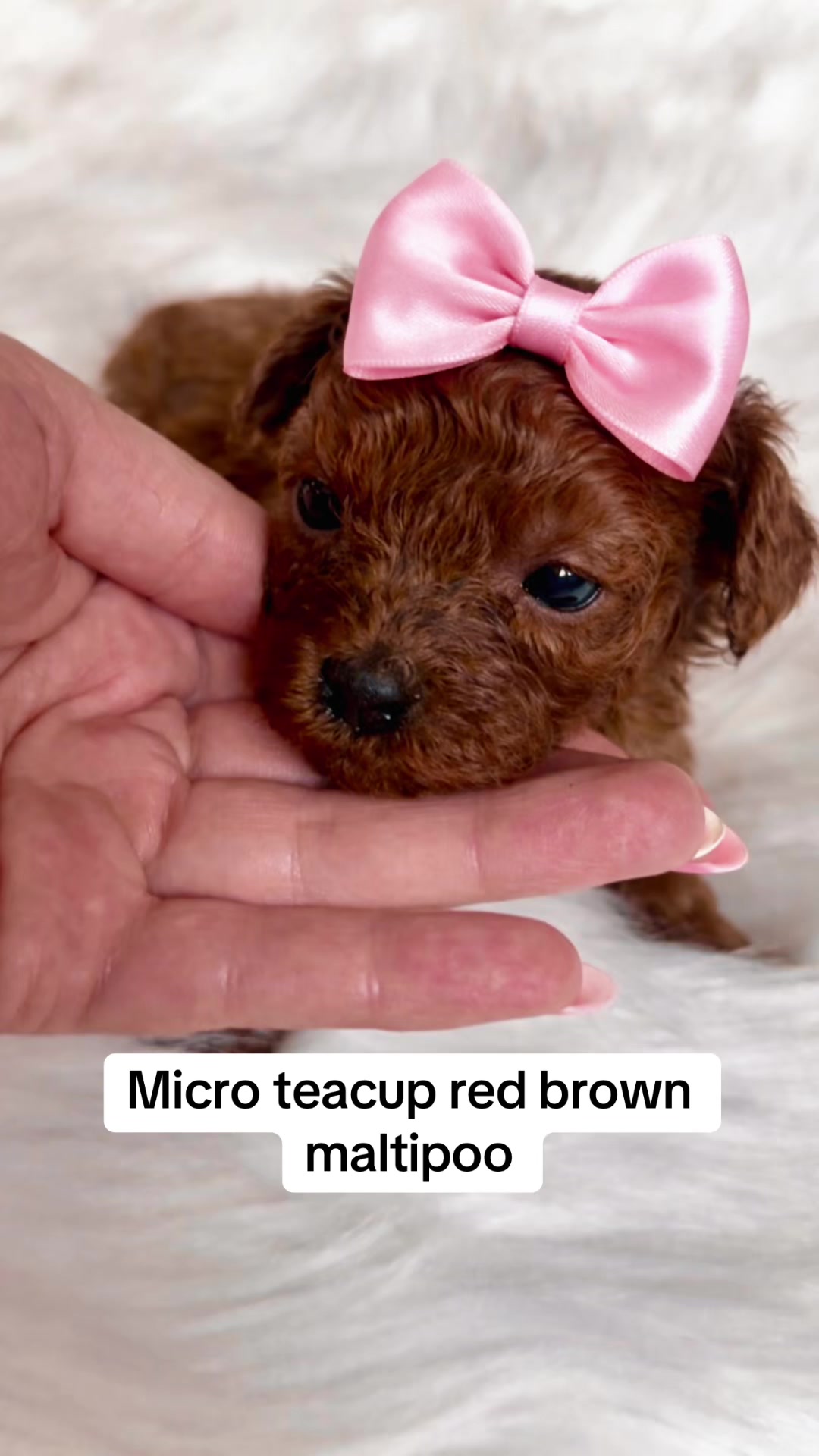 @toypoodlemaltipoo_puppie