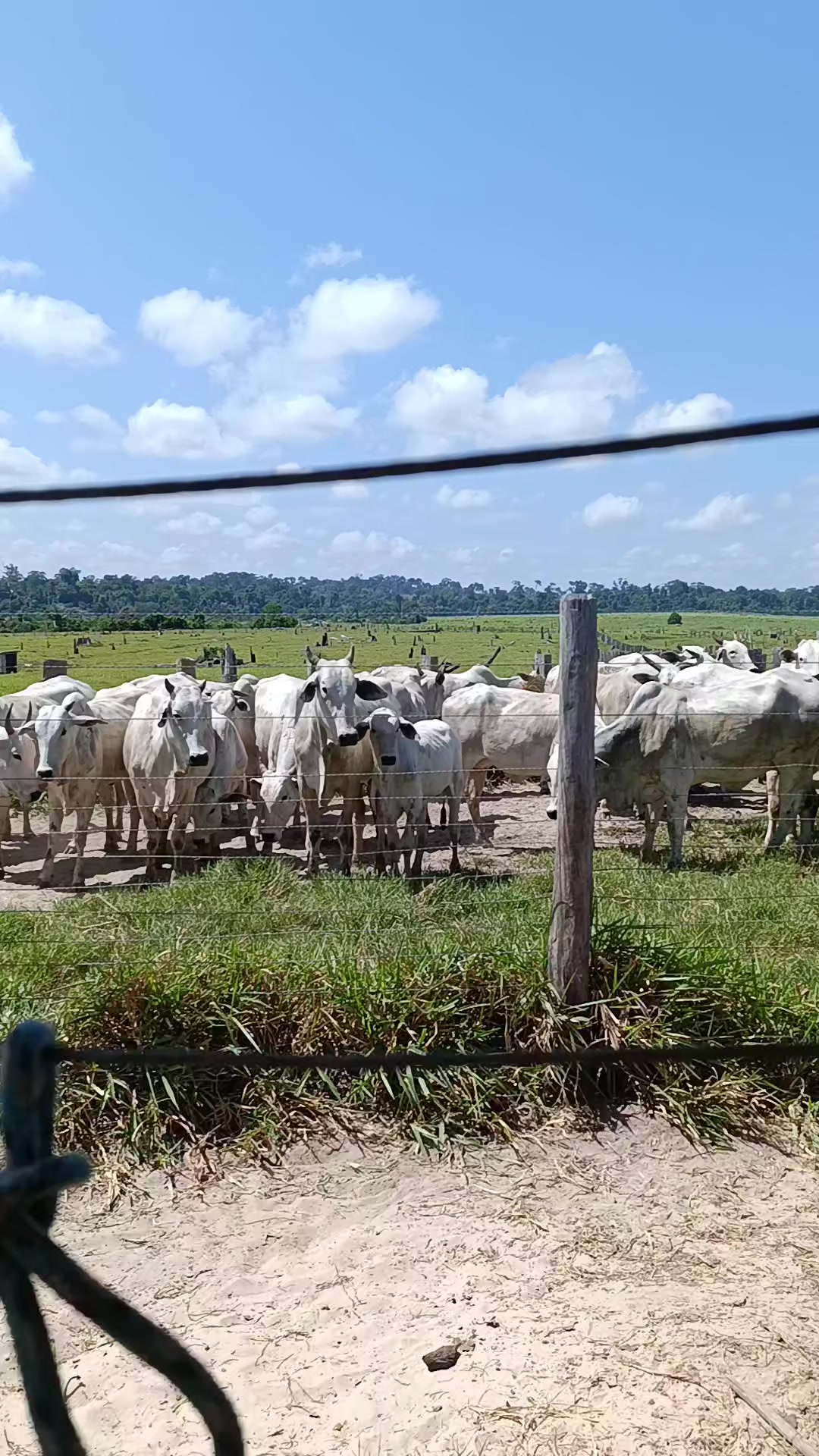@Izaias Santos