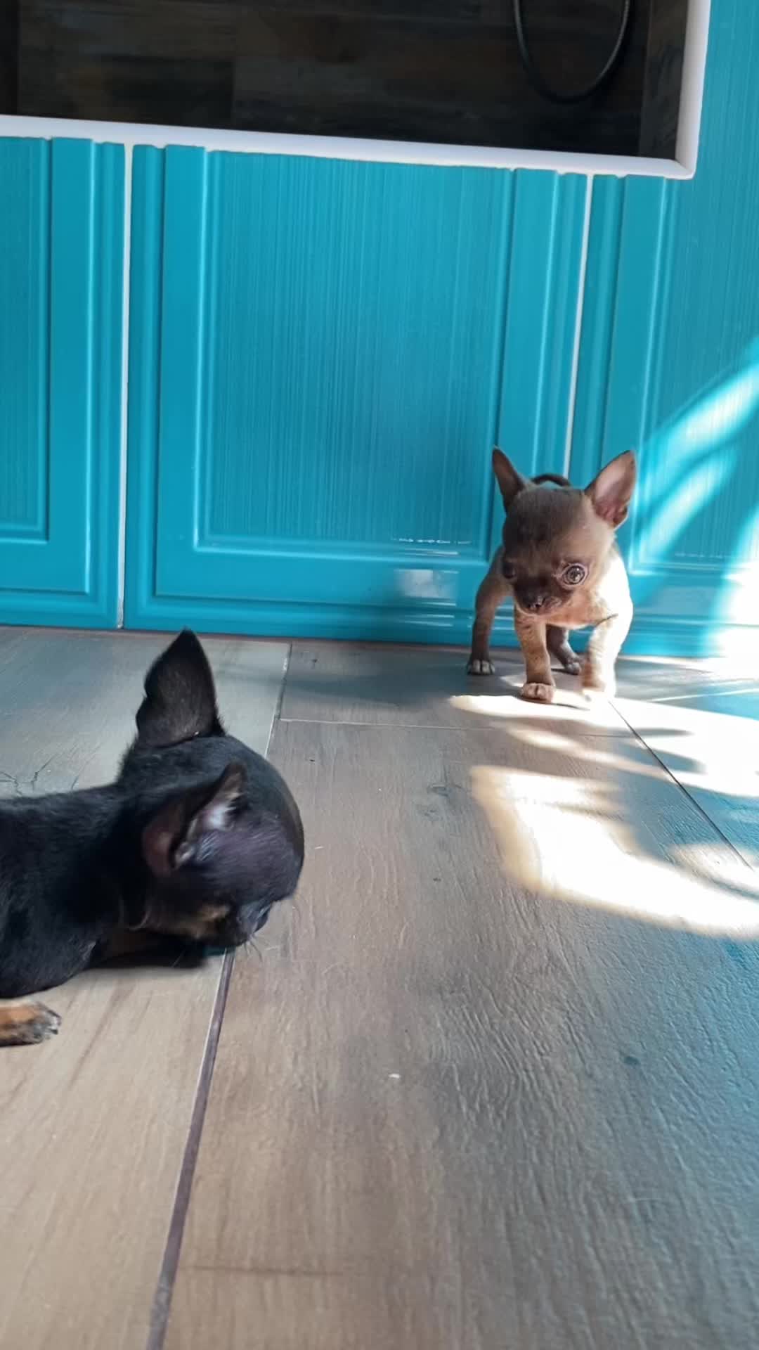 @teacupchihuahua