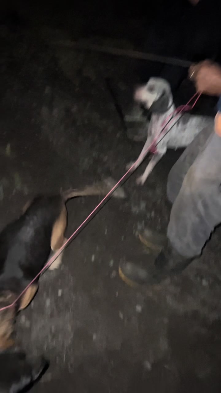 @el caza solo 🐾