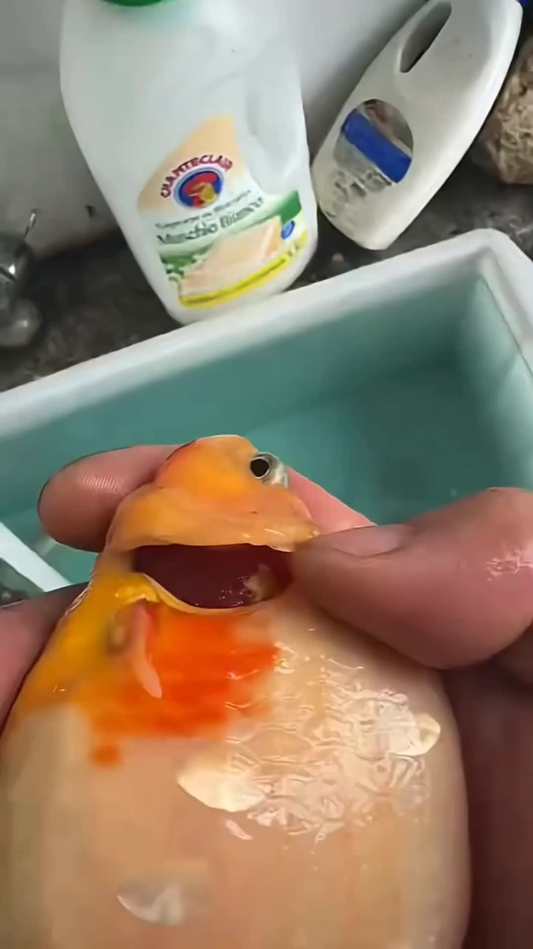 @𝕂𝕚𝕟𝕘 𝔾𝕠𝕝𝕕𝕗𝕚𝕤𝕙 3