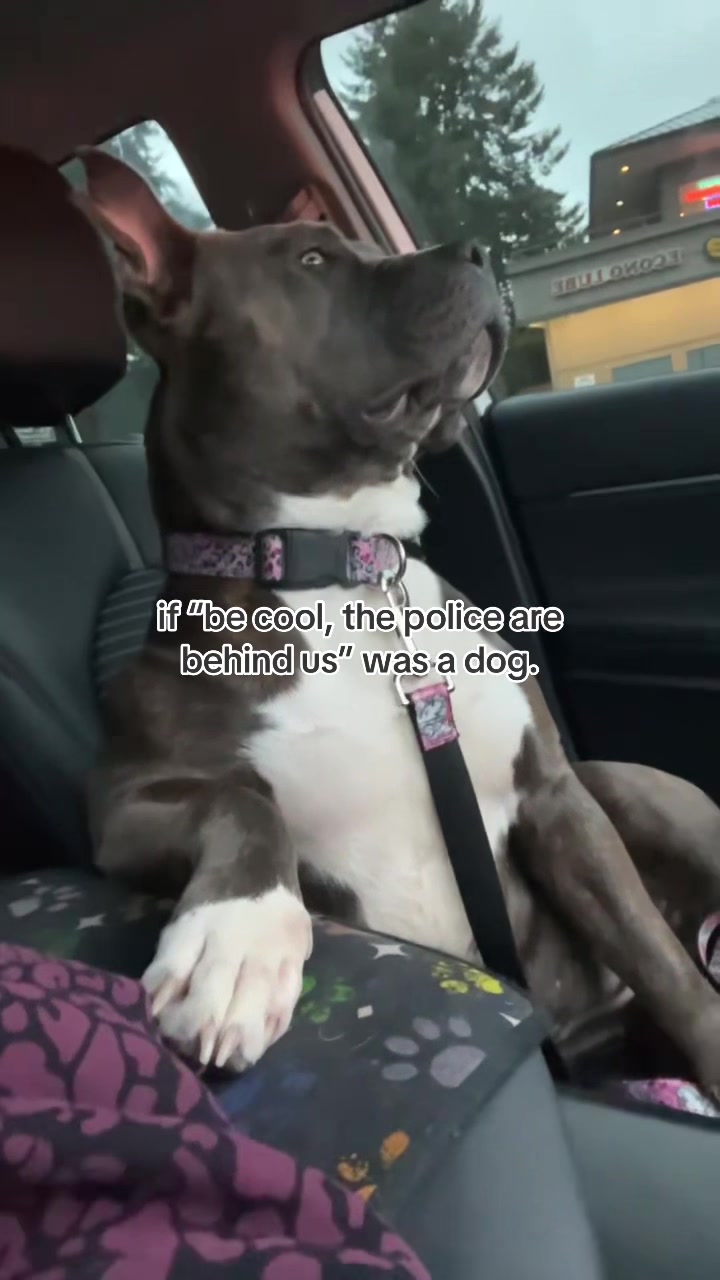 @kai•thedogmother🐾