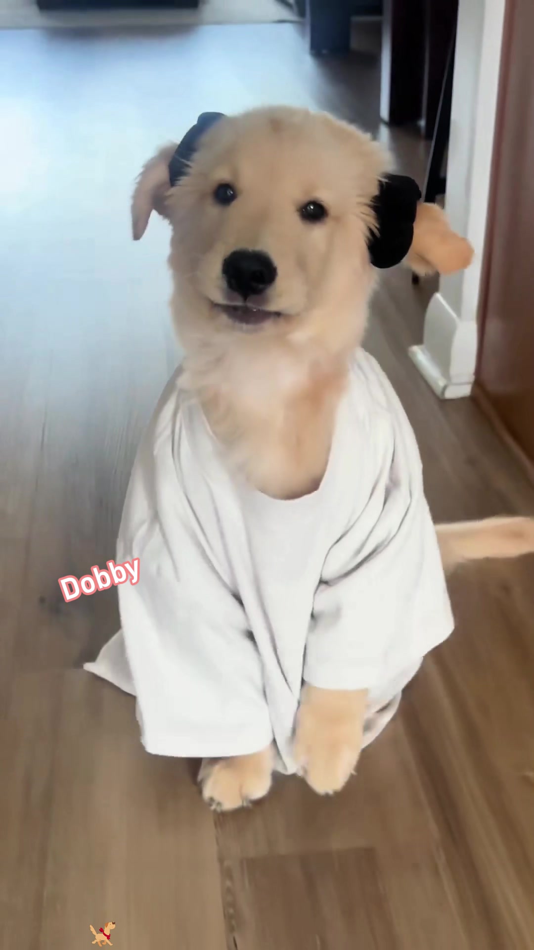 @Funny dogs 226