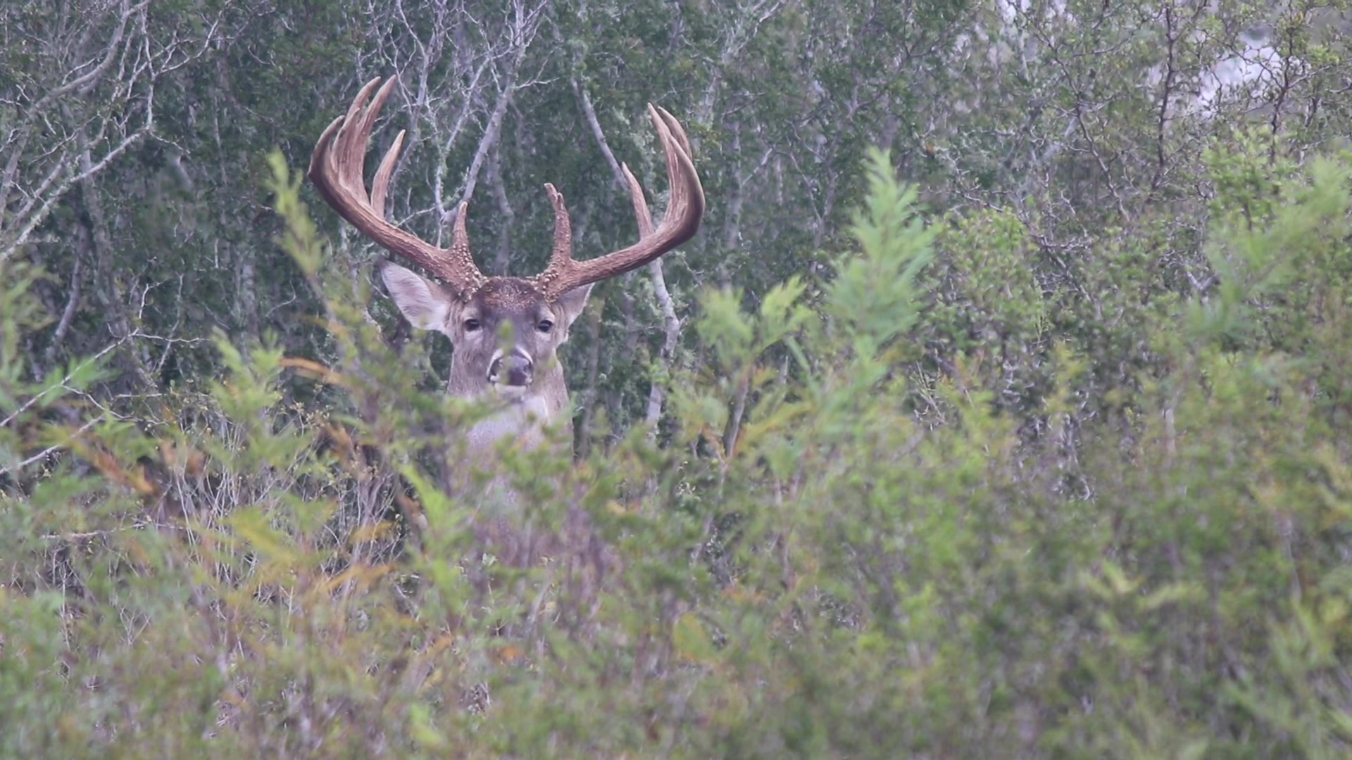 @South Texas Whitetails