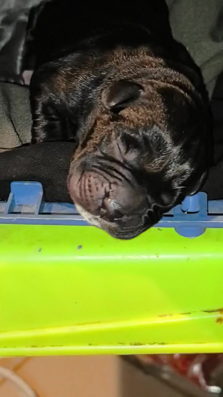 @FIRST CANE CORSO🐾🇨🇮🇨🇮🐾