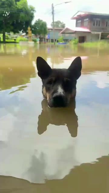 @@ไข่ตุ๋น
