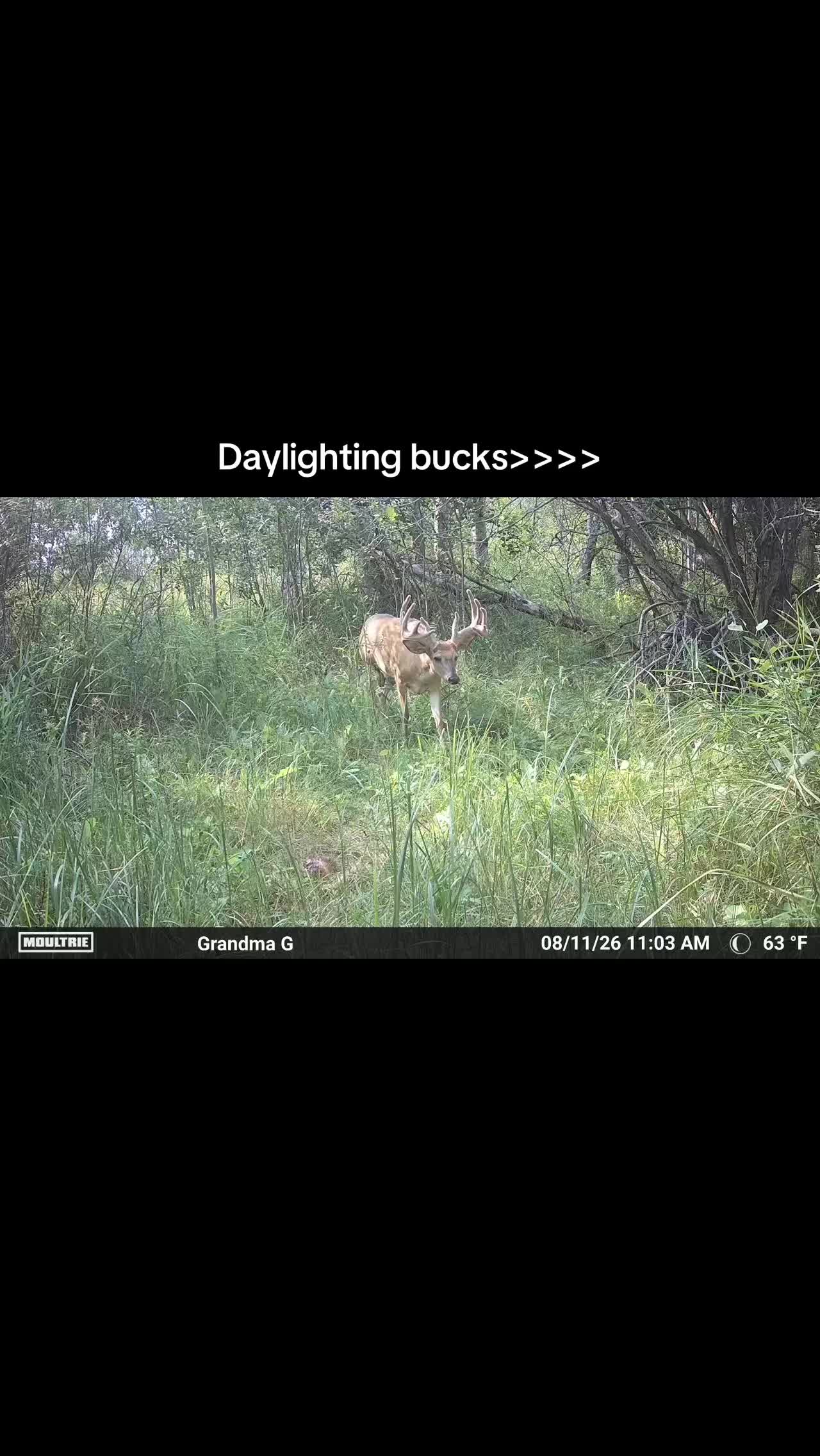 @Moultrie