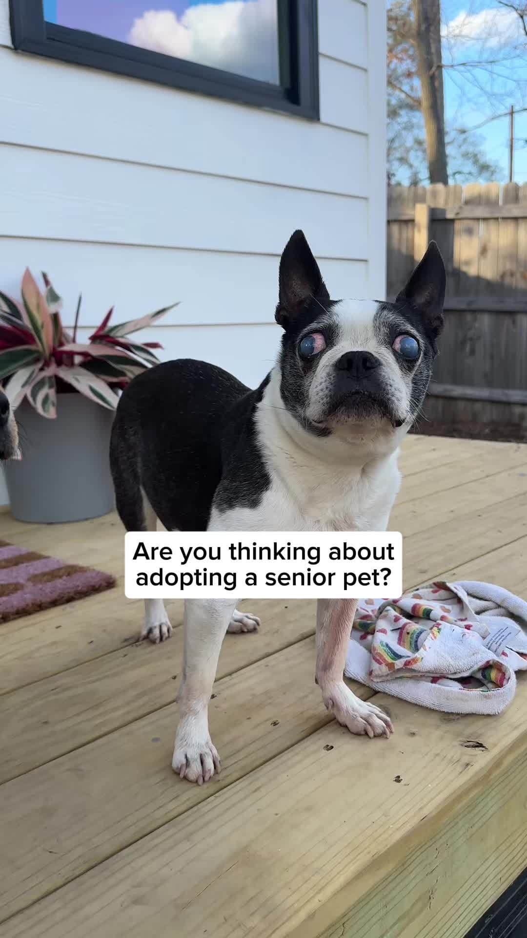 @Adopt a Pet