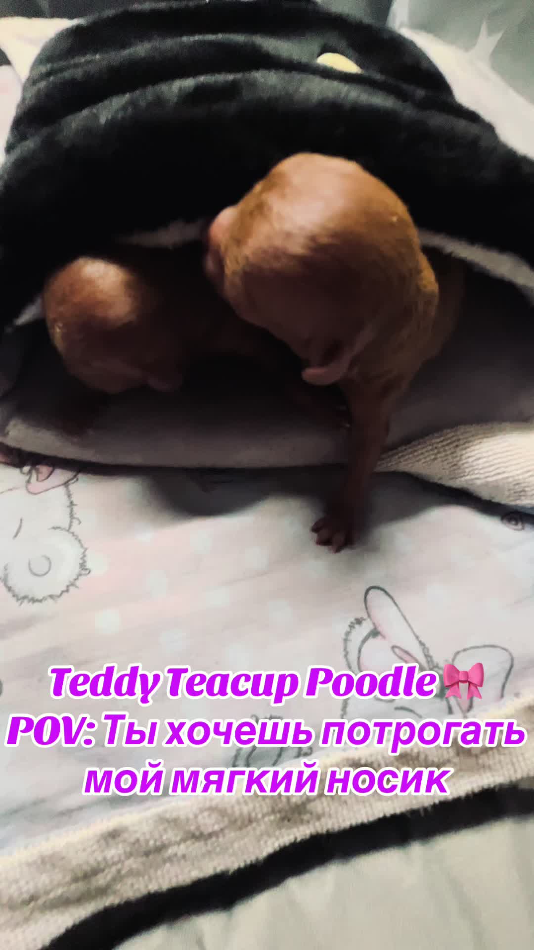 @Yorkie Maltipoo ShihTzu Teddy