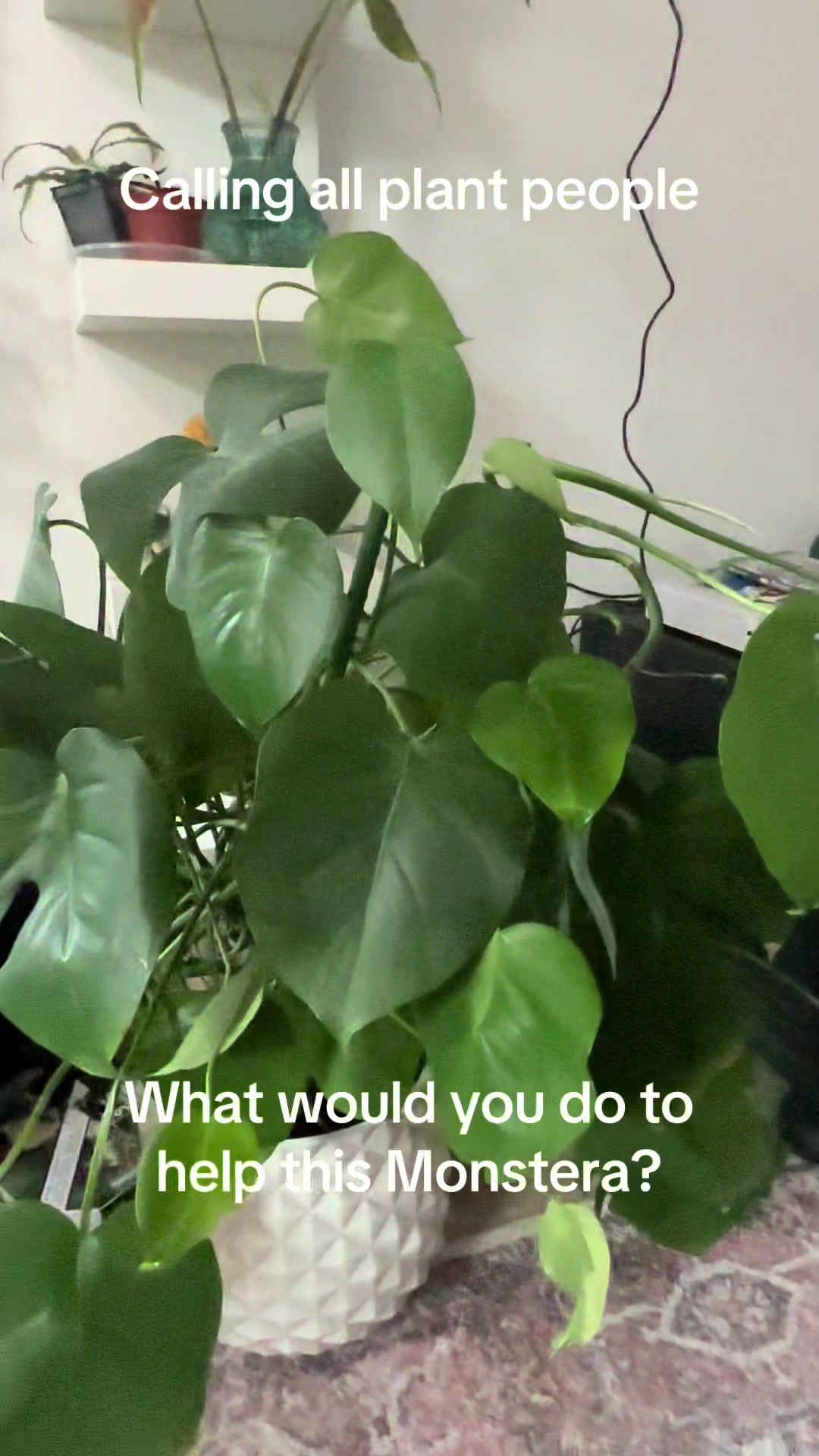 @🪴Stephanie | Plant Addict