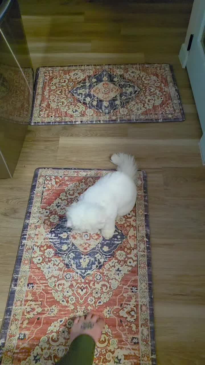 @South Texas Persian Rescue
