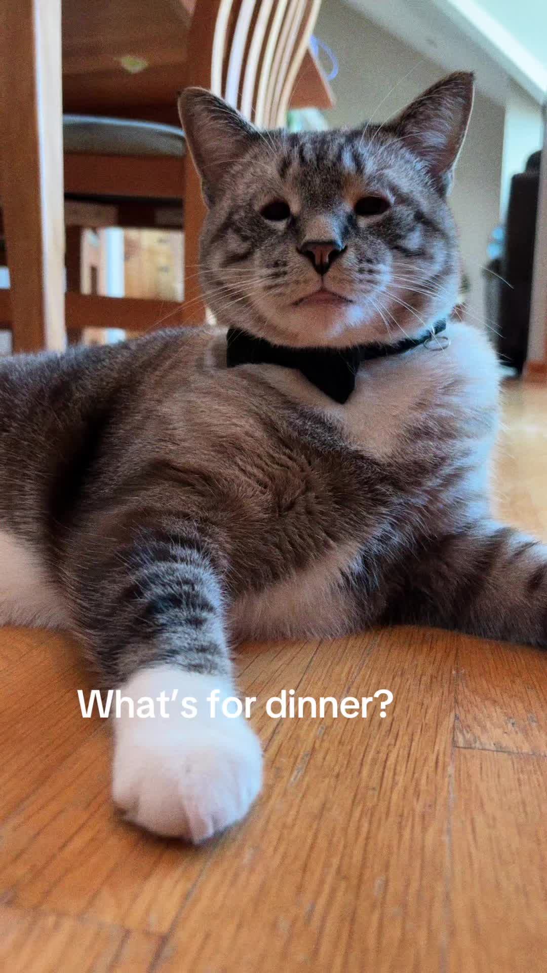 @bellkittiesmom