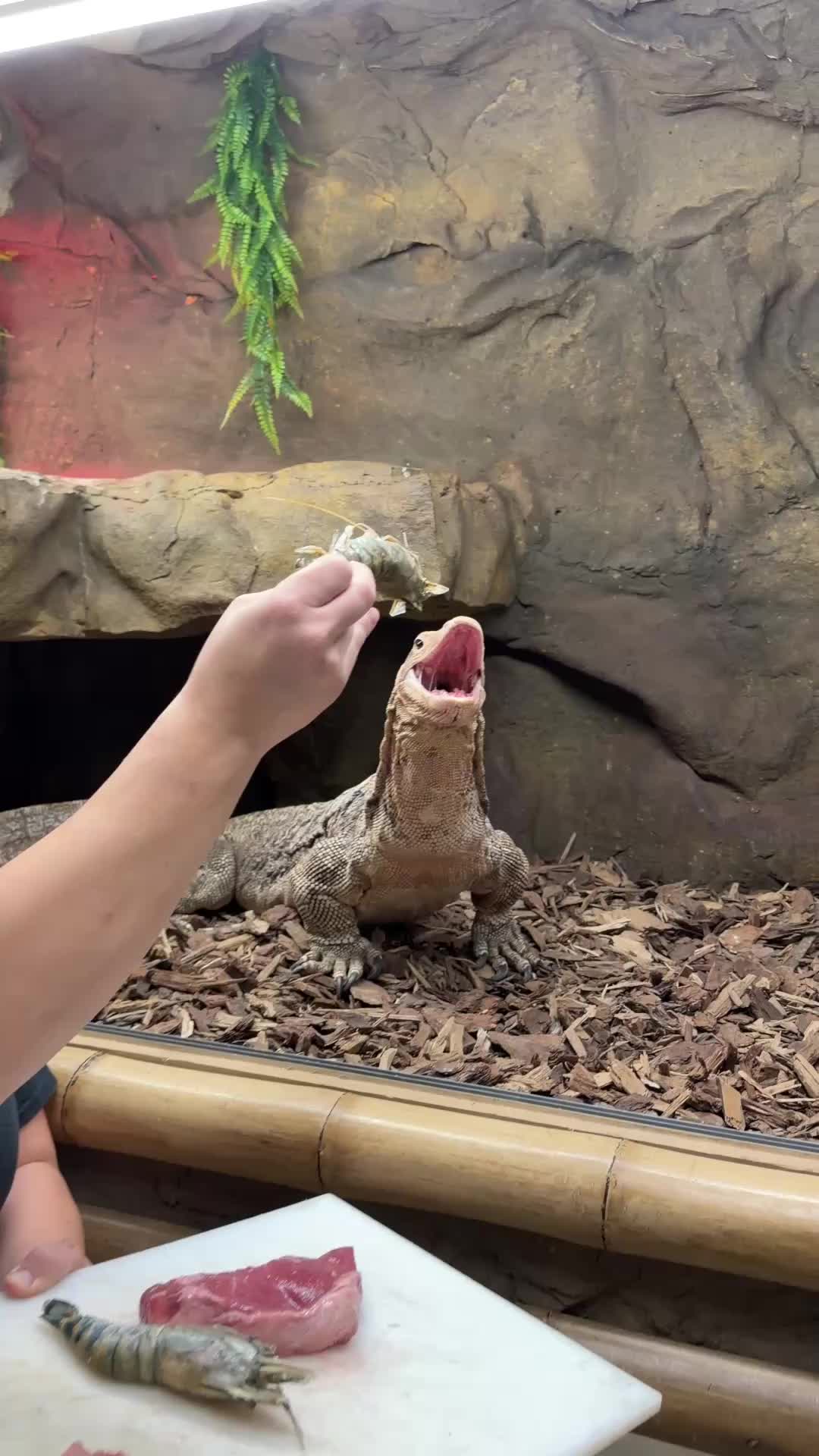 @The Reptile Zoo