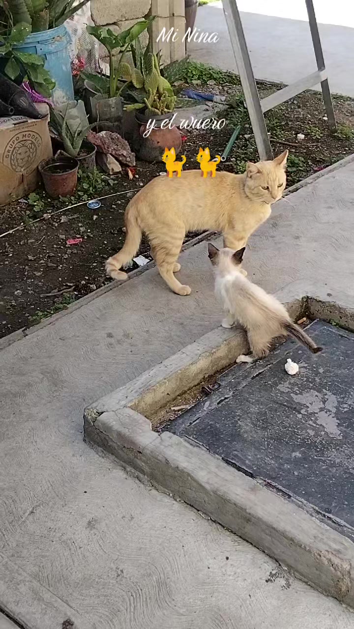 @💓🐆L🅾️Lℹ️§ De Quℹ️Nt🅾️🌻💋