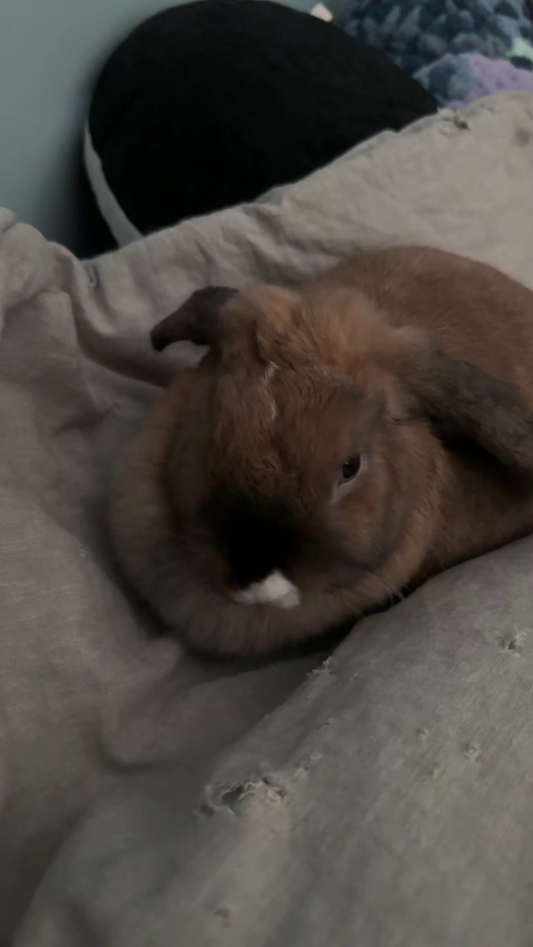 @honeythebunny24