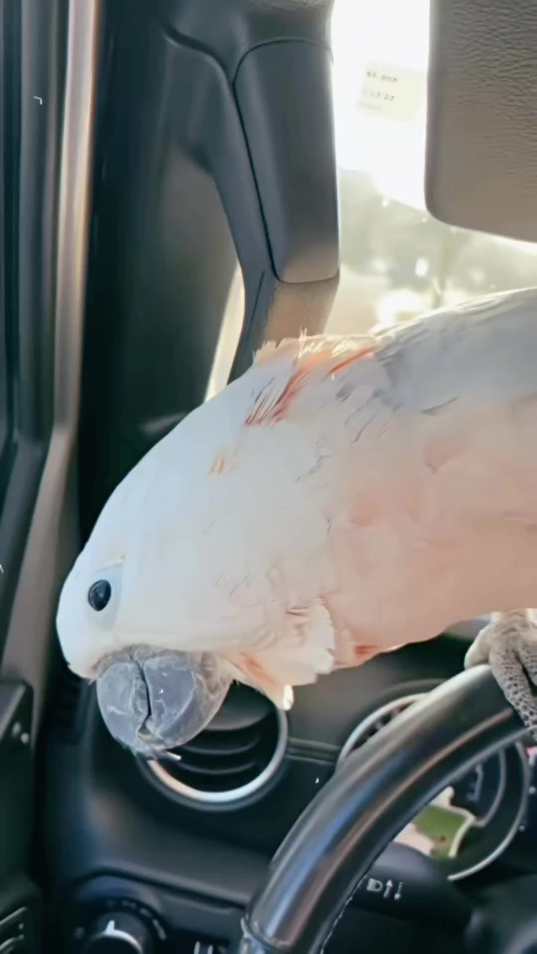@Cute little pet 💕
