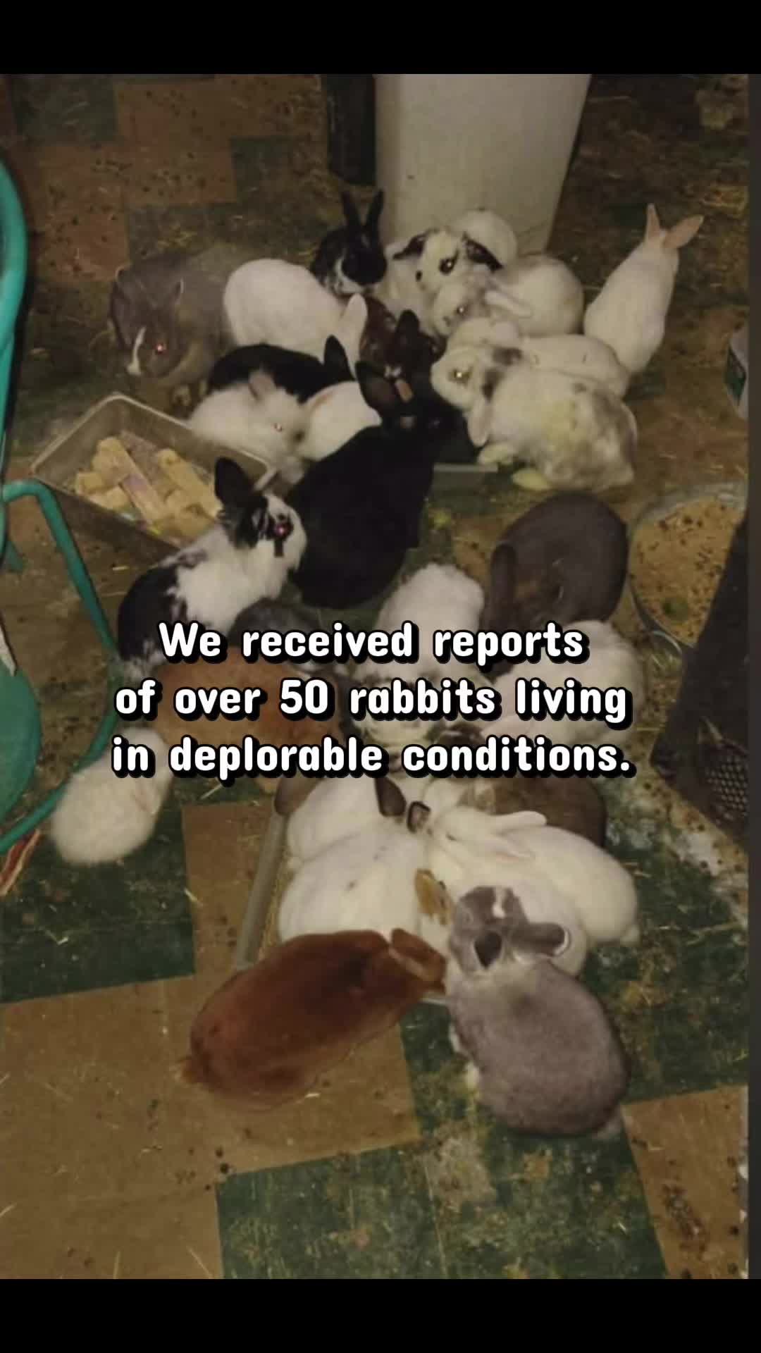 @Romeo Rabbit Rescue
