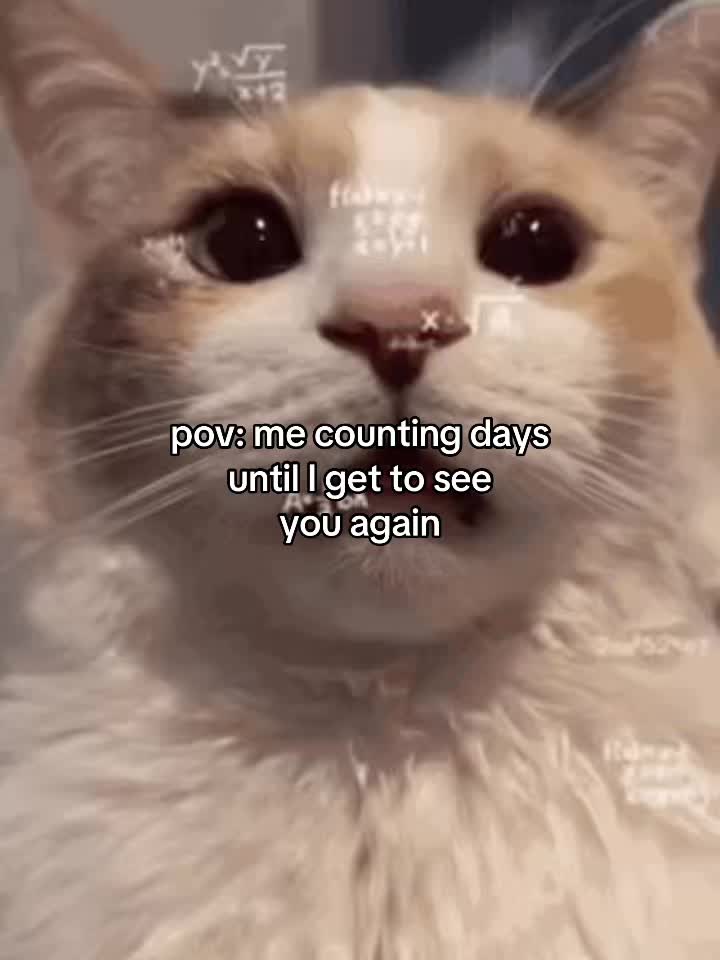 @Alice.cattok