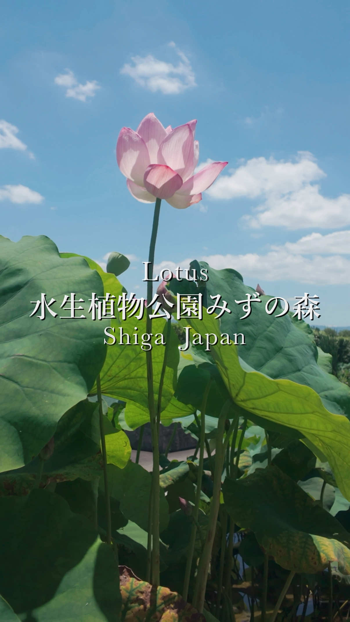 @tabi_momoka/観光•旅行