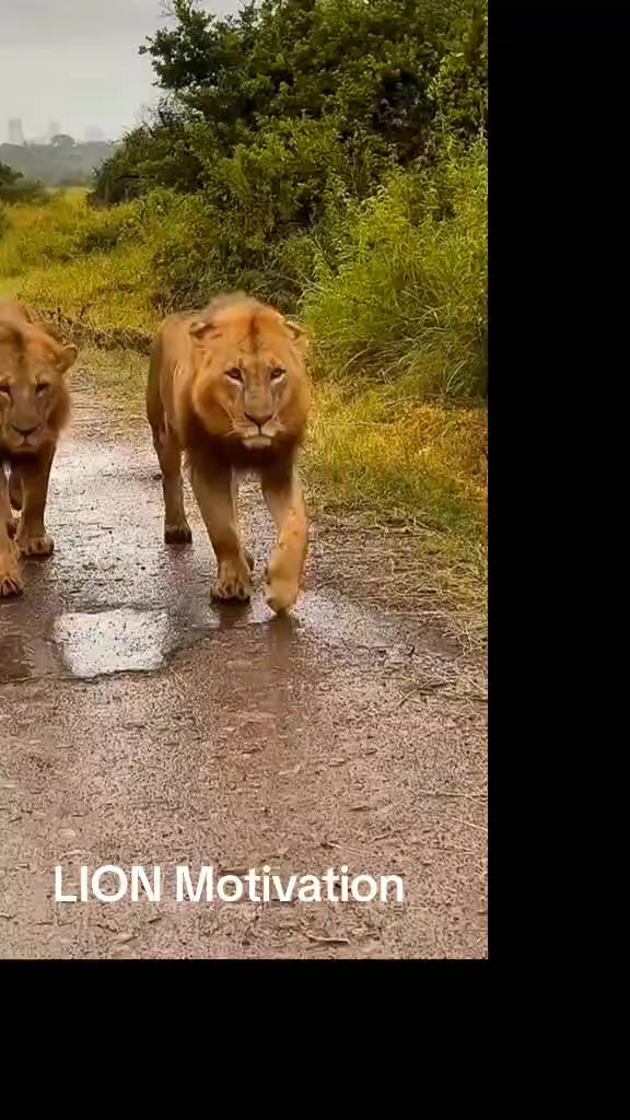 @LION MOTIVATION 🇨🇩🇨🇩🇨🇩
