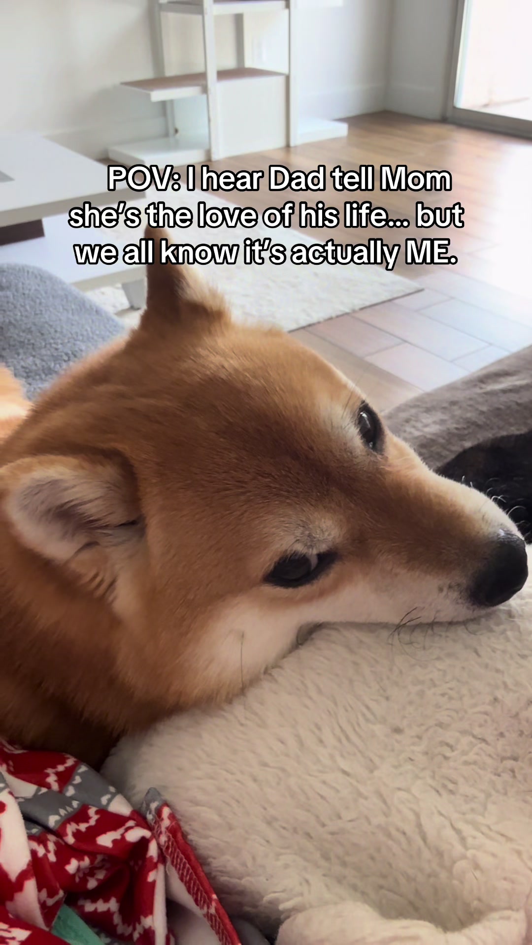 @Flock of Shibas 🐕🐕🐕