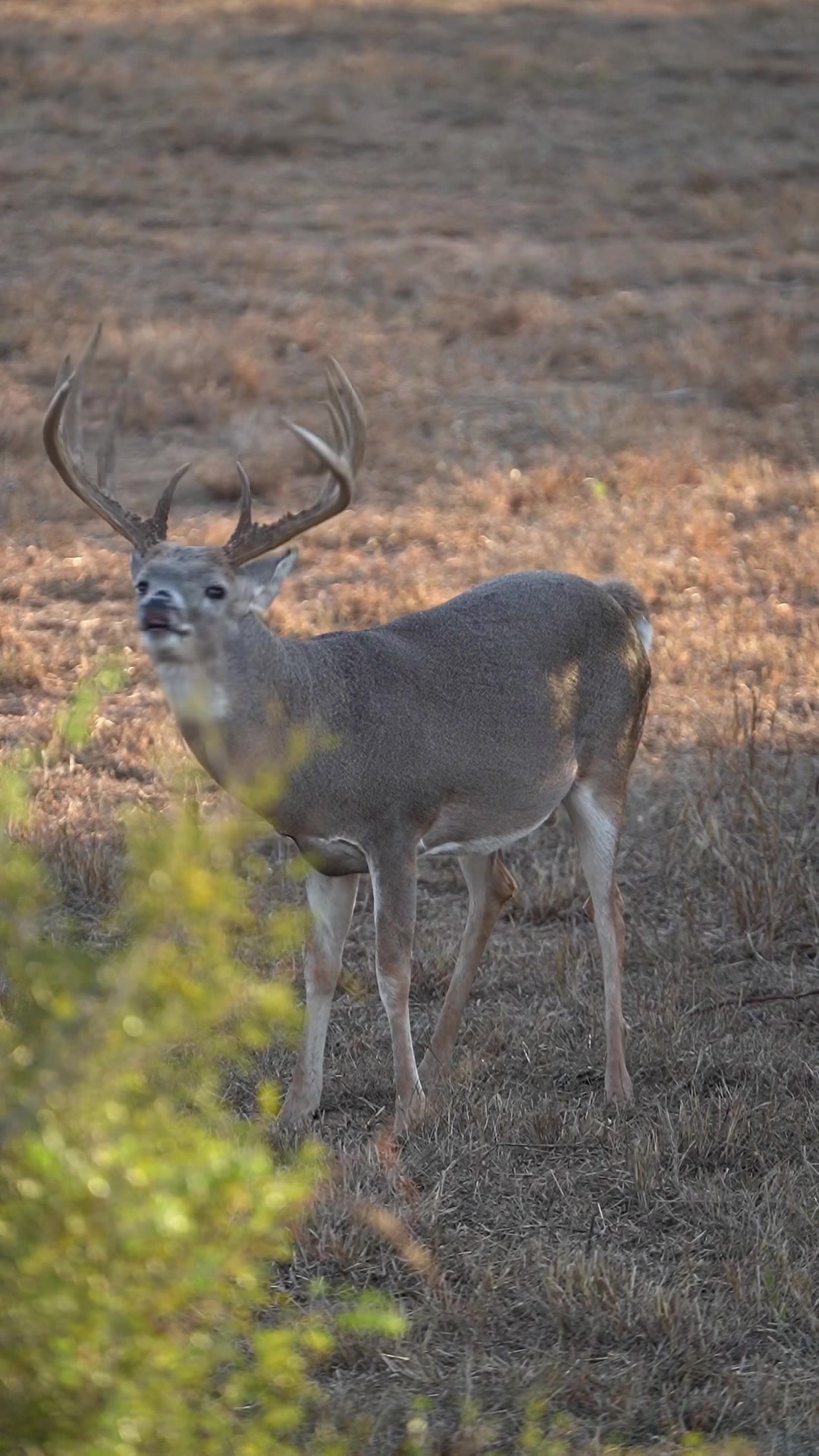 @South Texas Whitetails