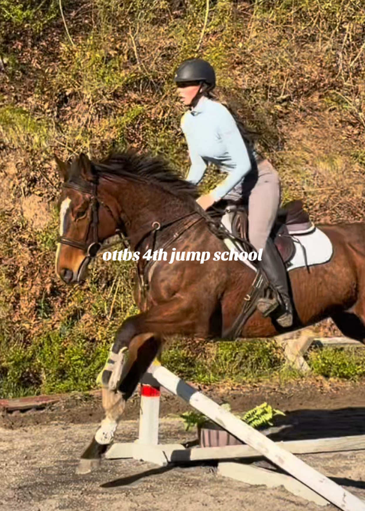 @Lunar Hill Equestrian