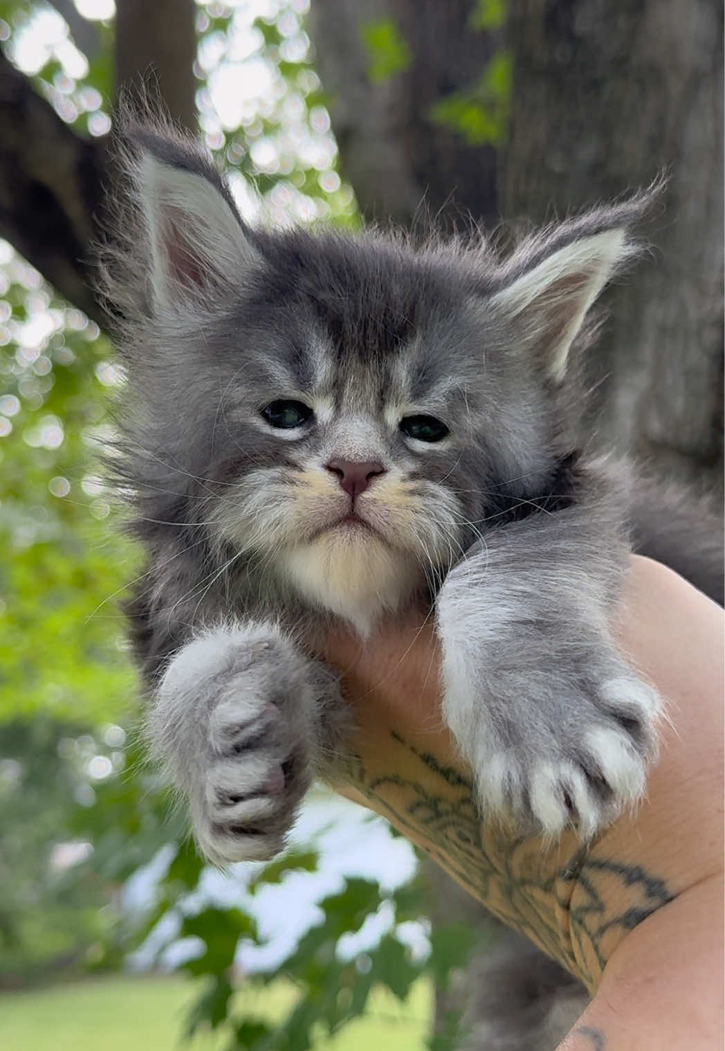 @MidwestGiantsMaineCoonCattery