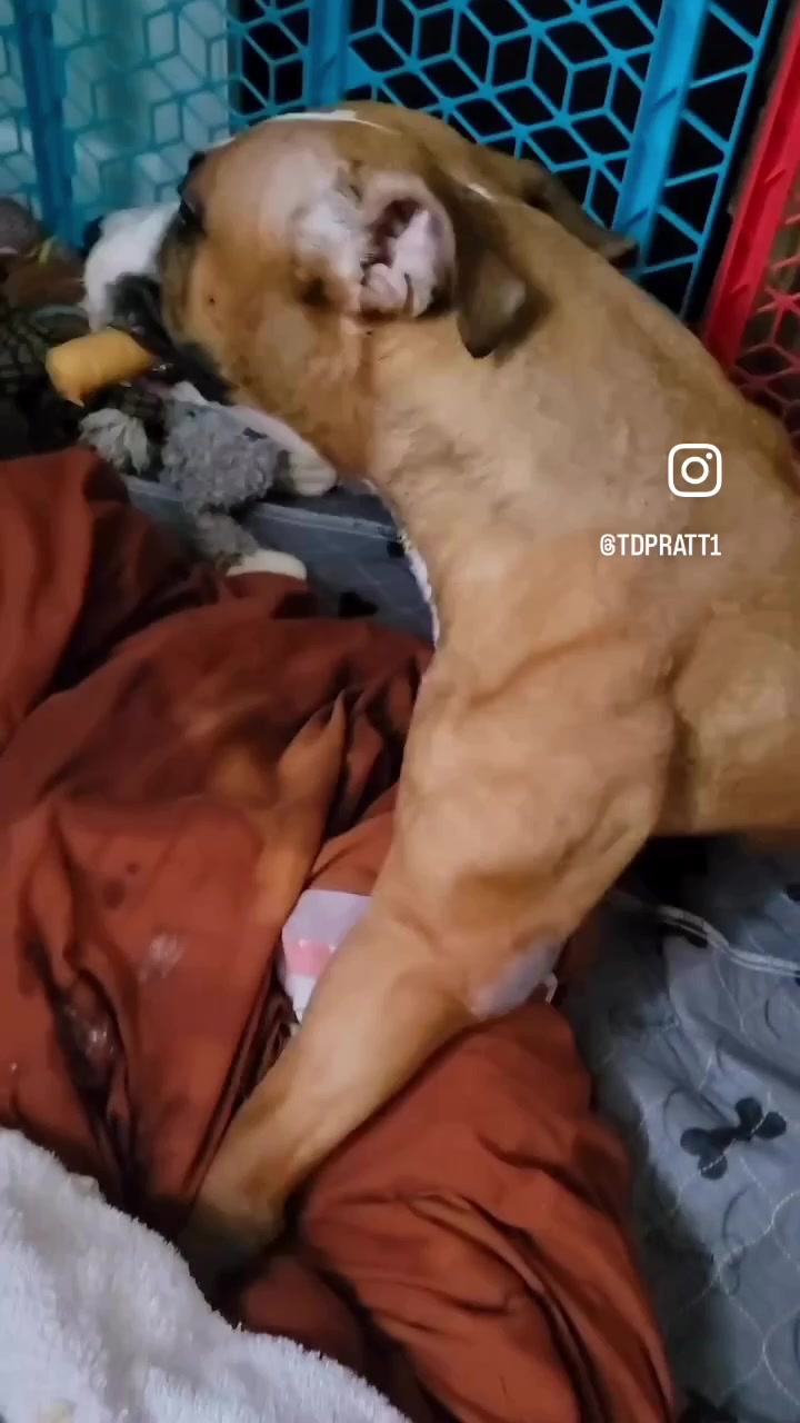@thebirdieffect