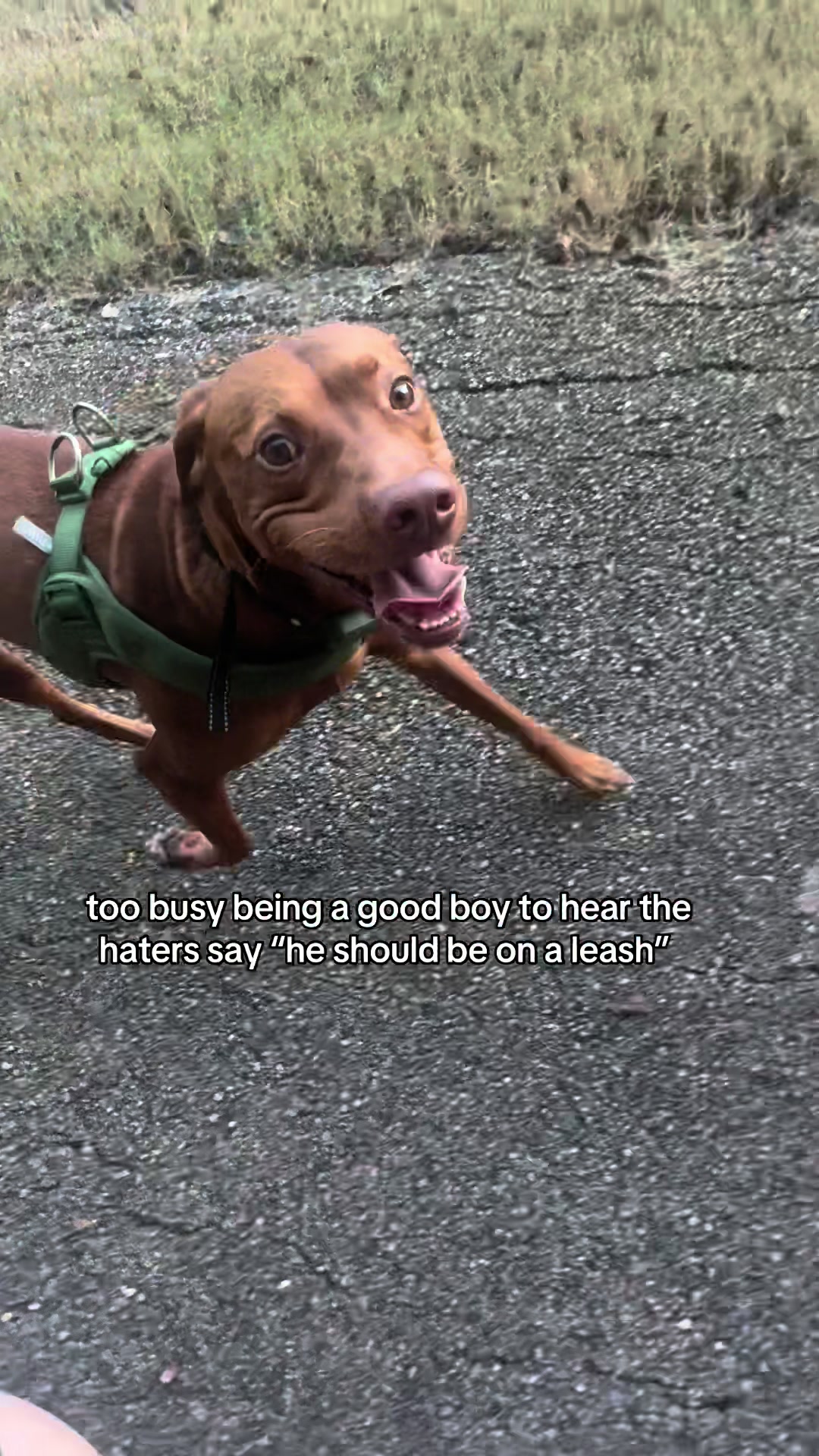 @Tycho the vizsla