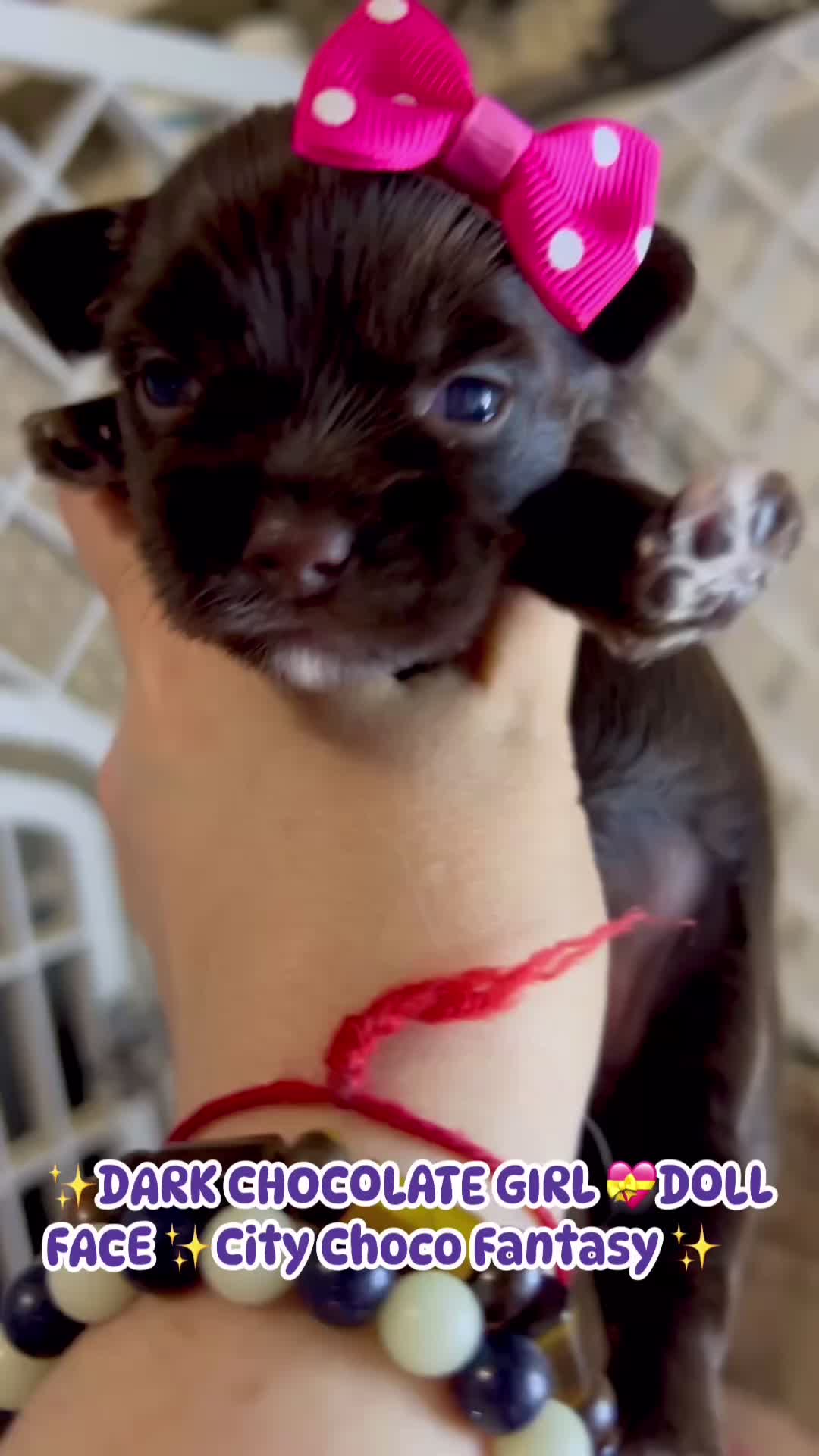 @Yorkie Maltipoo ShihTzu Teddy
