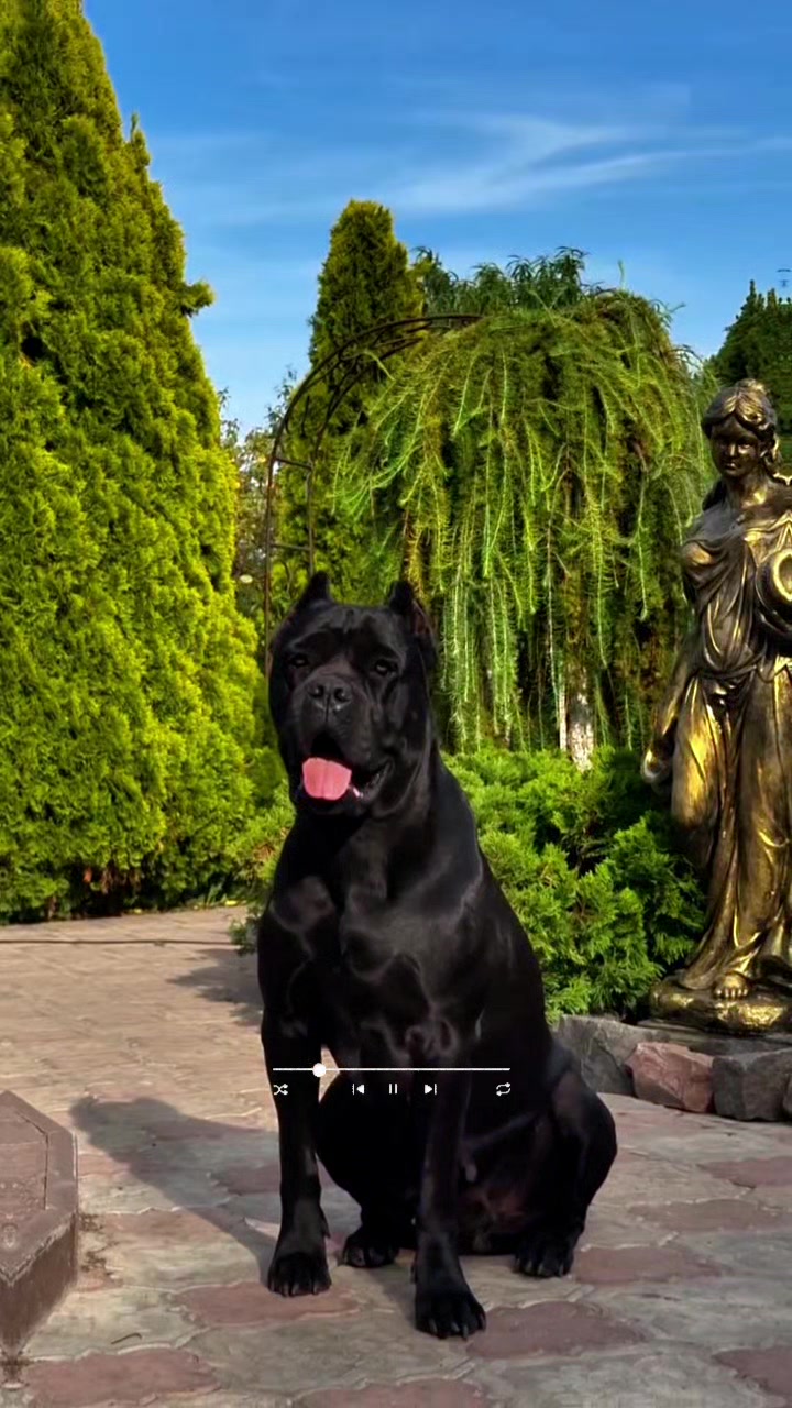 @animolfacts