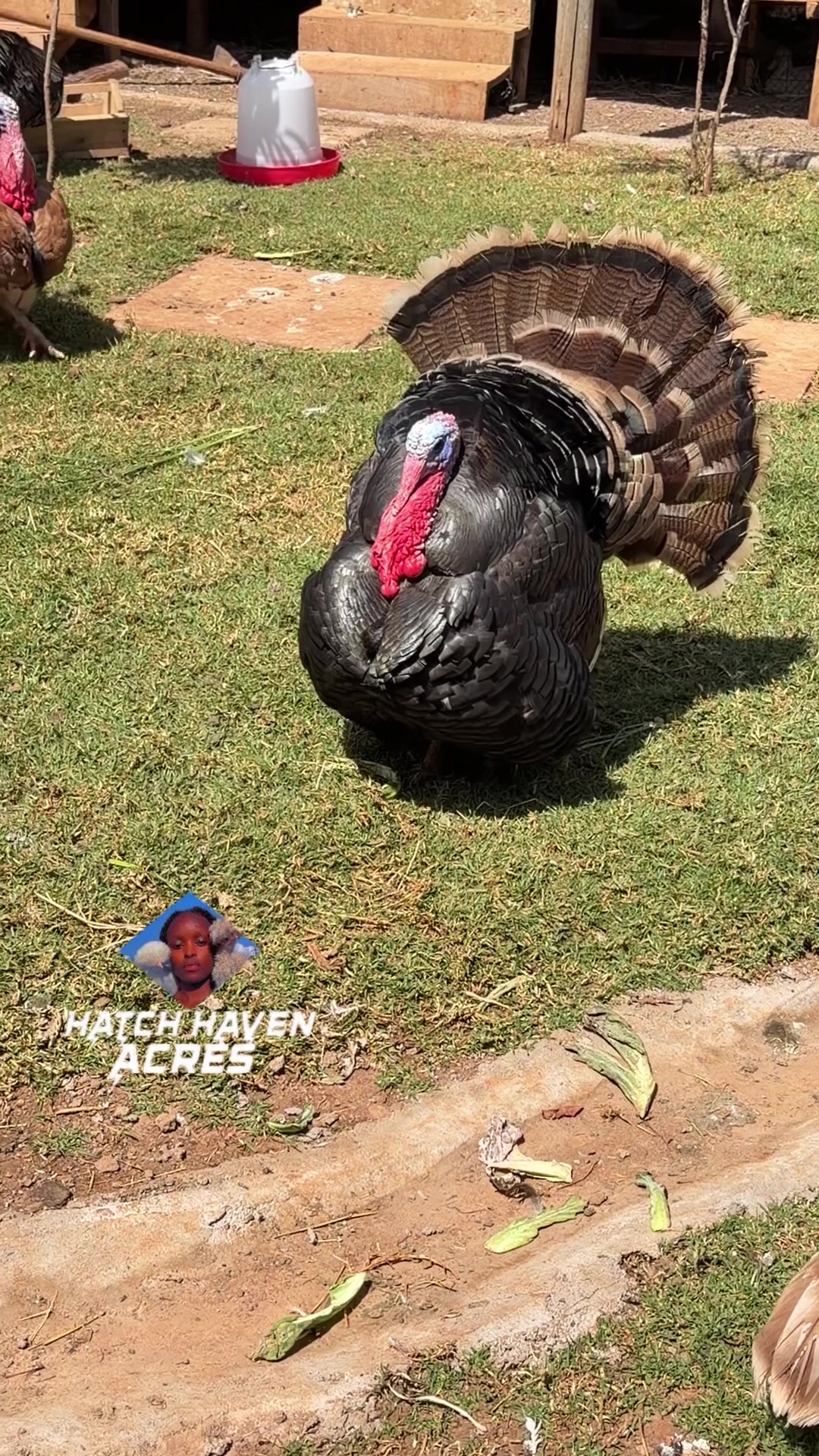 @Hatchhavenacre.ornament 3