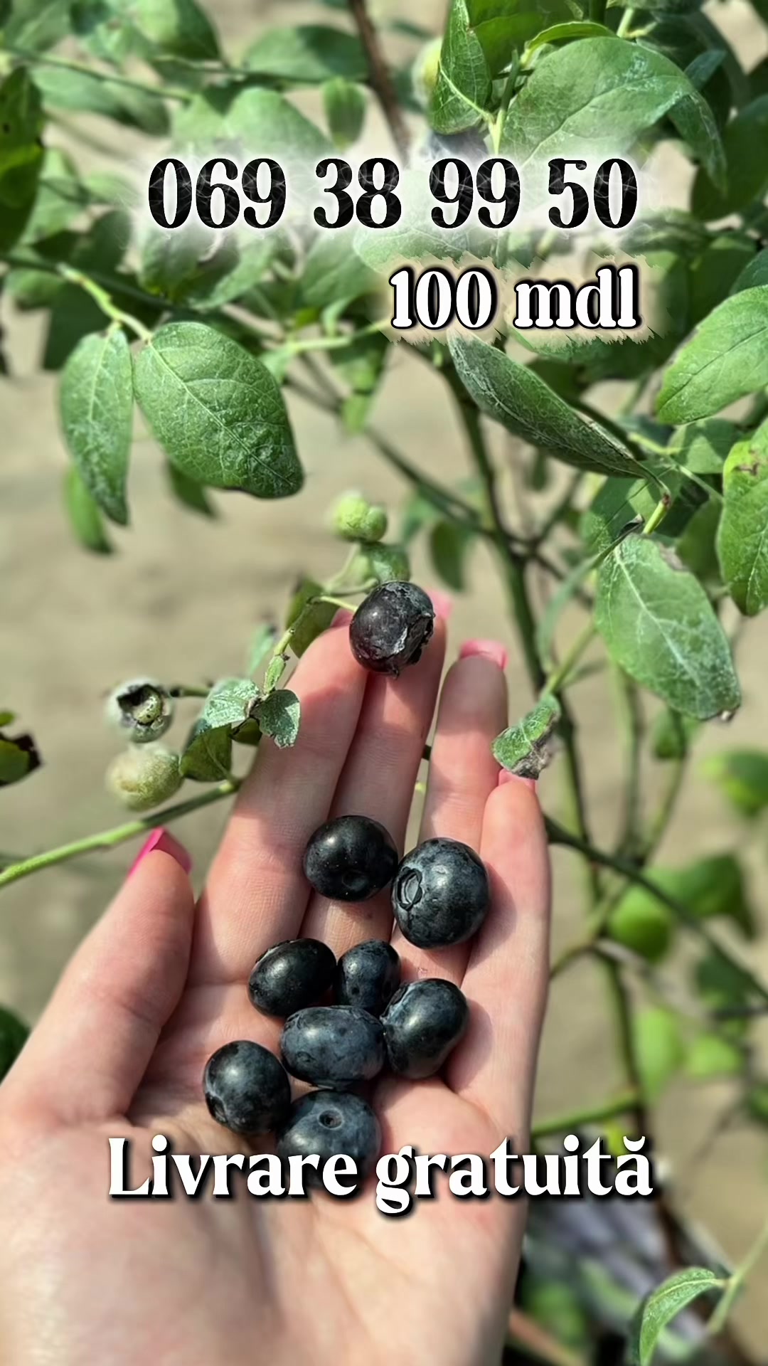 @Agro Terra