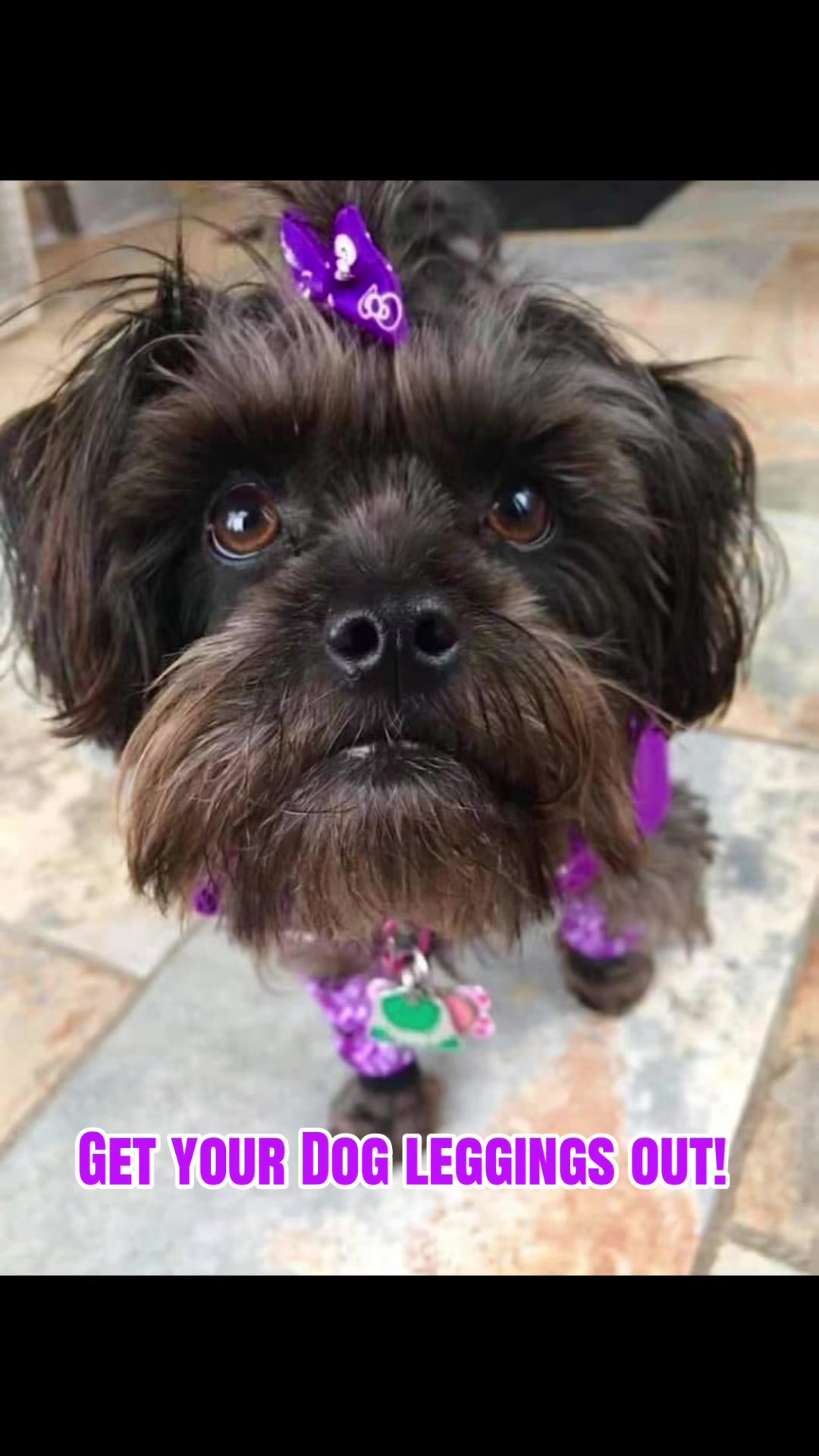 @Dogville | 8 Rescue Dogs 🐾