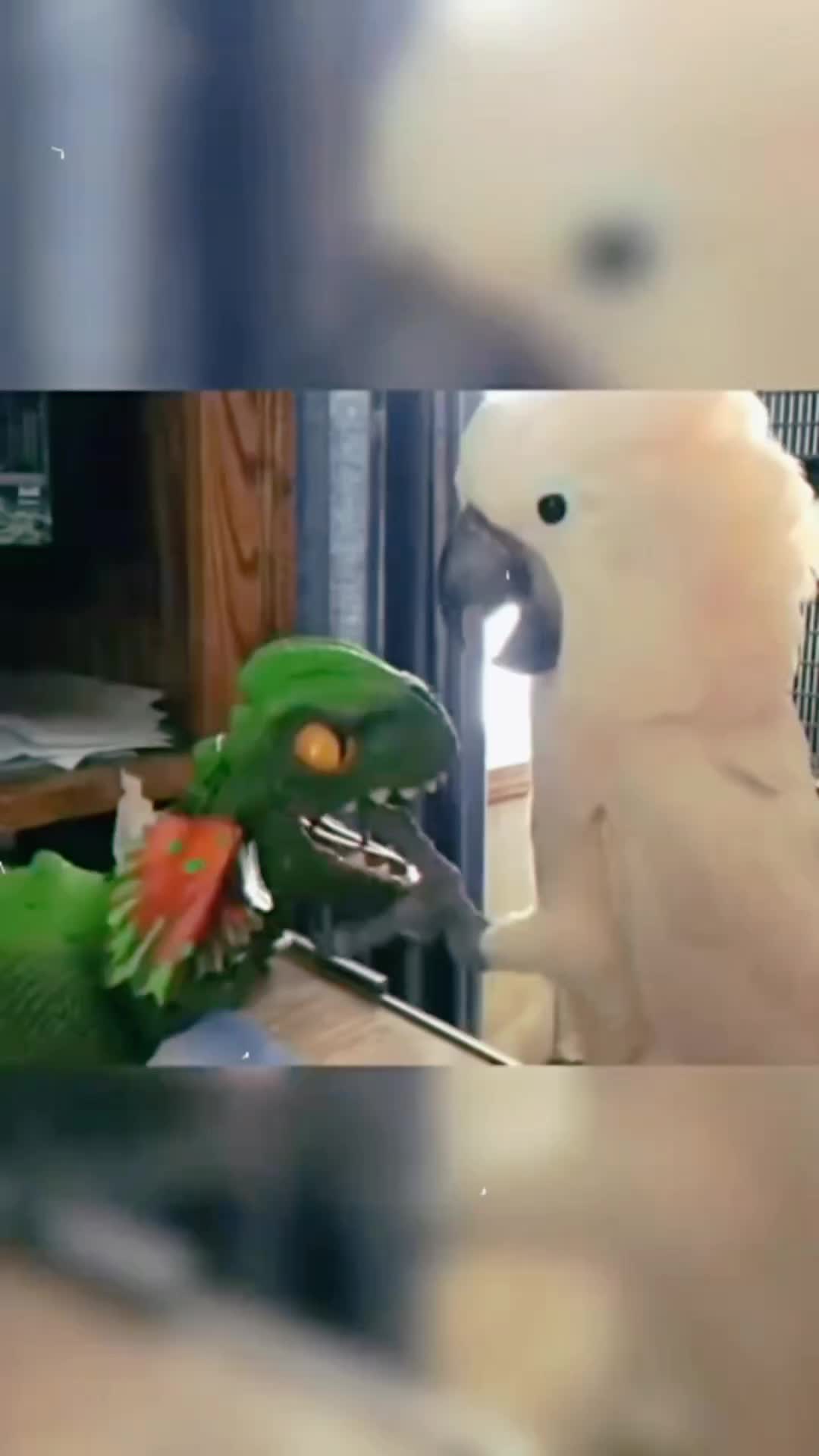 @Cute little pet 💕