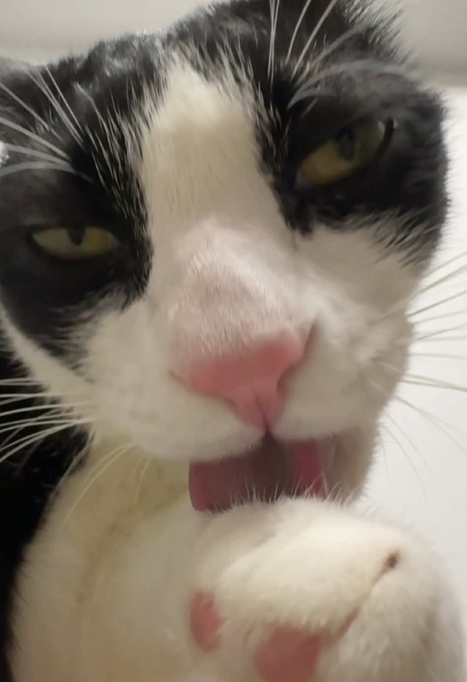@Licking Cat