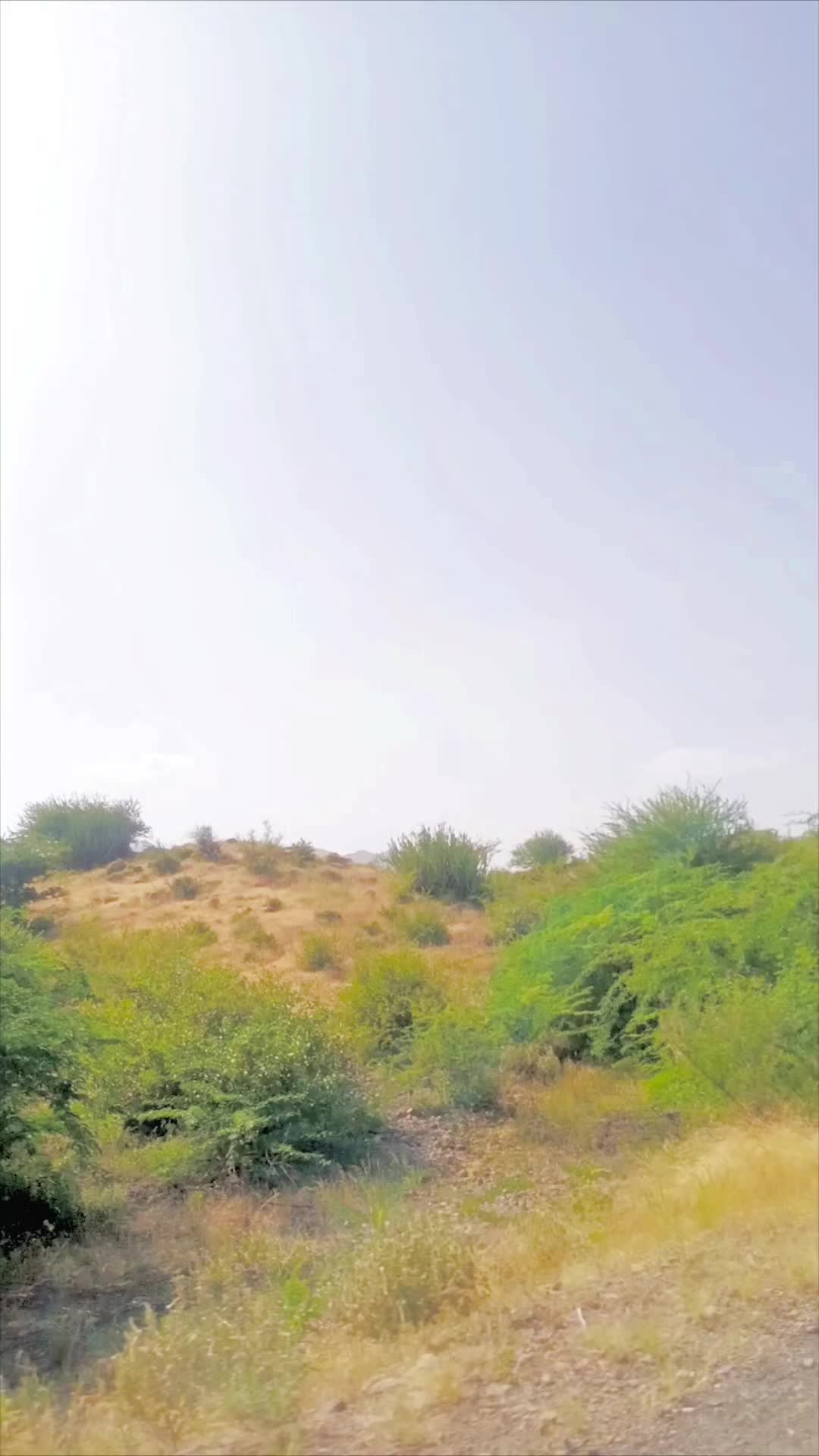 @Nawab Zadi🥰