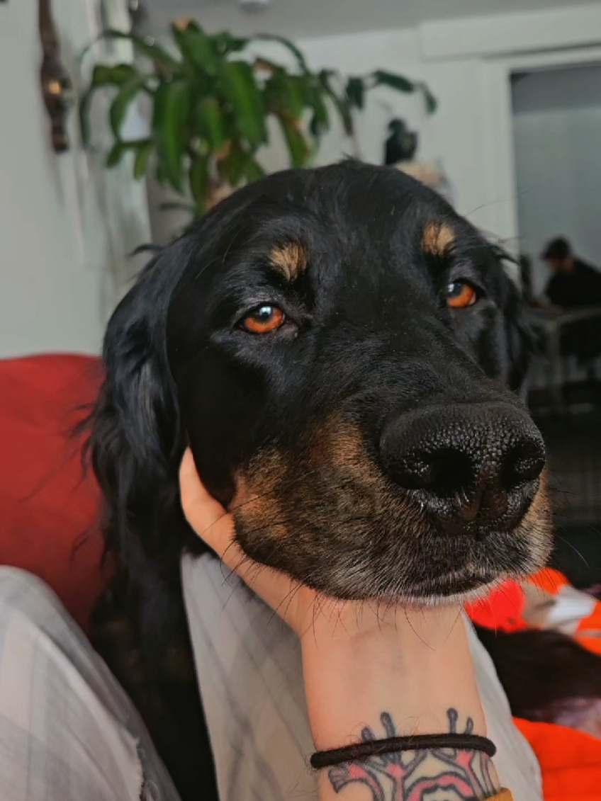 @Toostie the dog 🐶