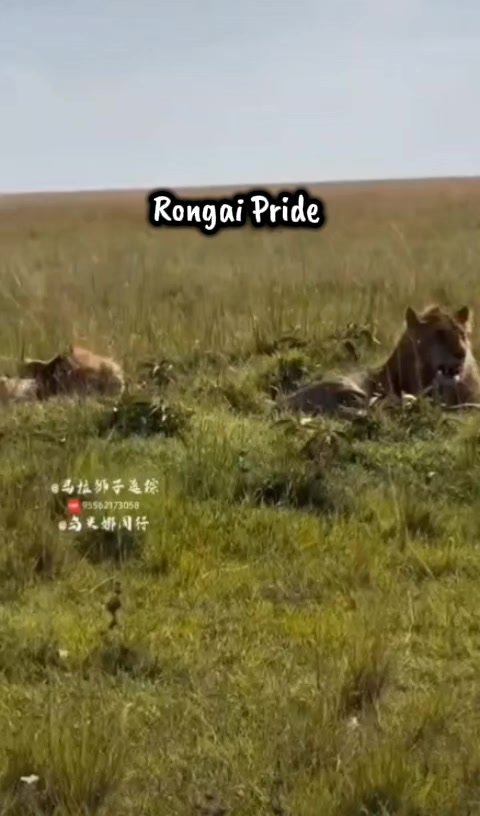 @Leonie 🦁 (Orpadan's version)