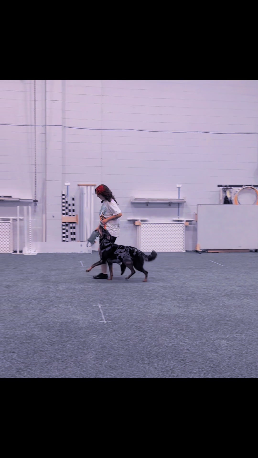@valkyrie.the.beauceron