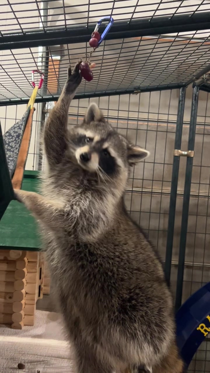 @BushBabyTheRaccoon