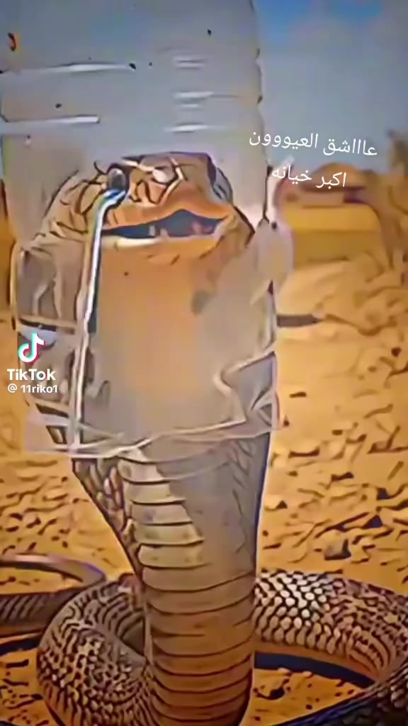 @عٌأّأّأّأشٍقِ أّلَعٌيِّوِوِوِن