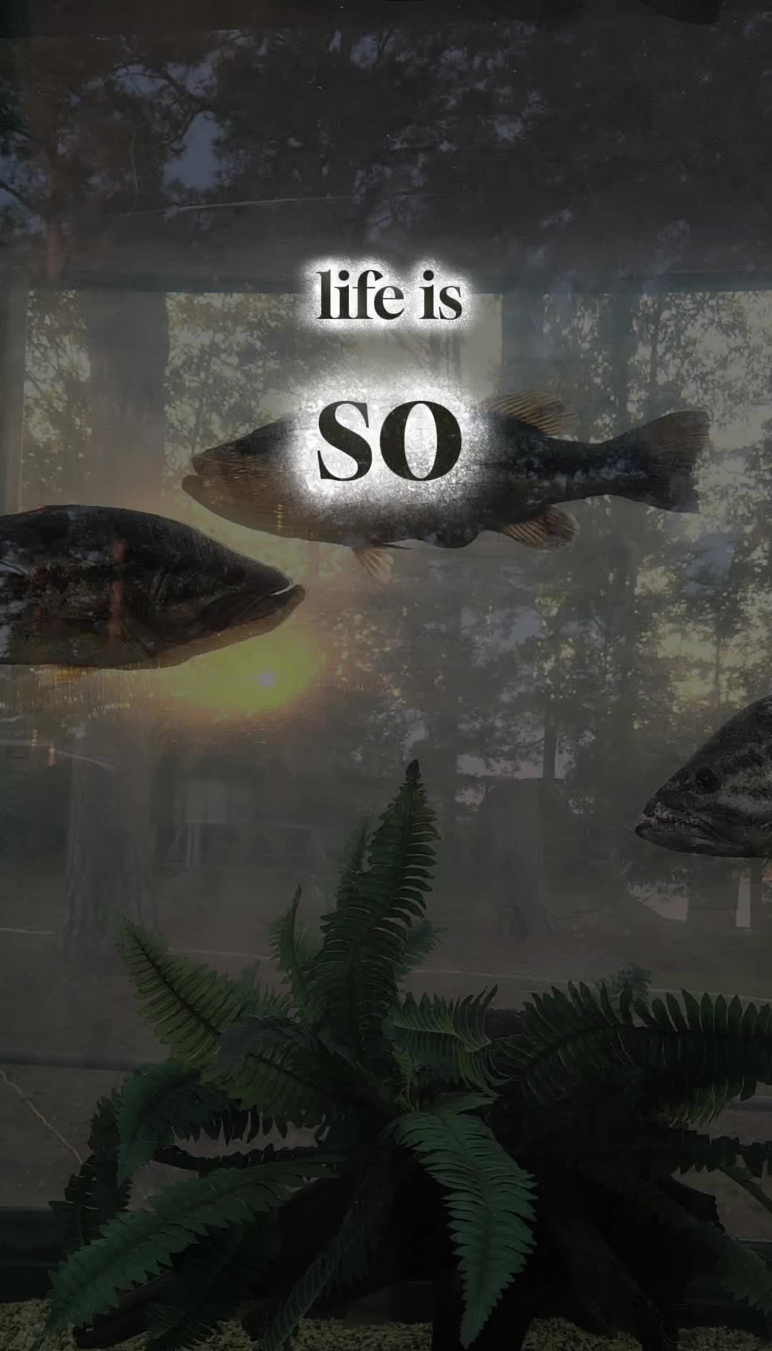 @smmhall16♈️❌️