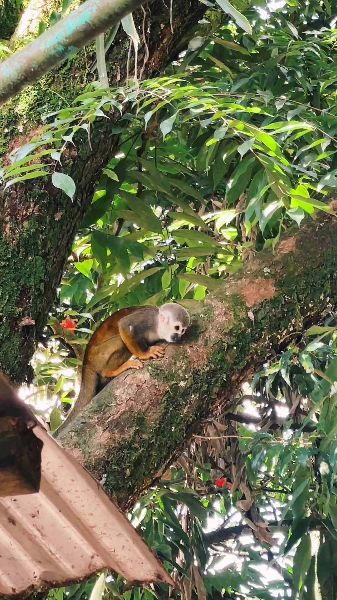 @Sau Ospina