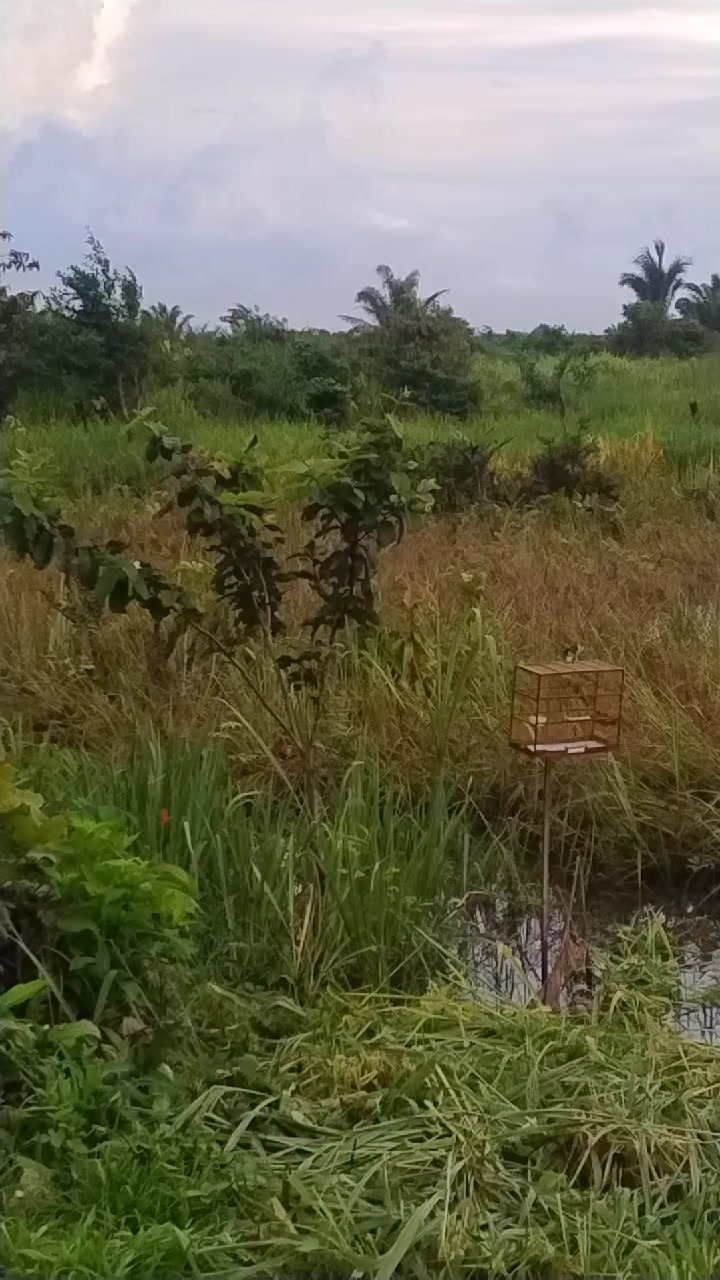@Vivência de Passarinho