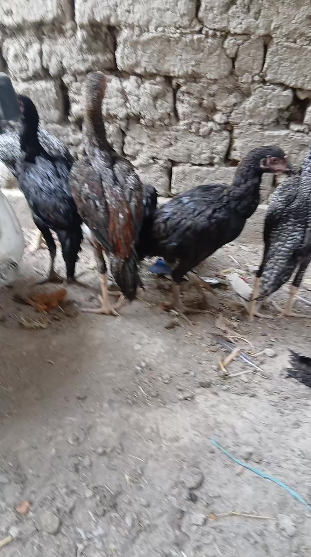 @HERATİ SATİŞİ