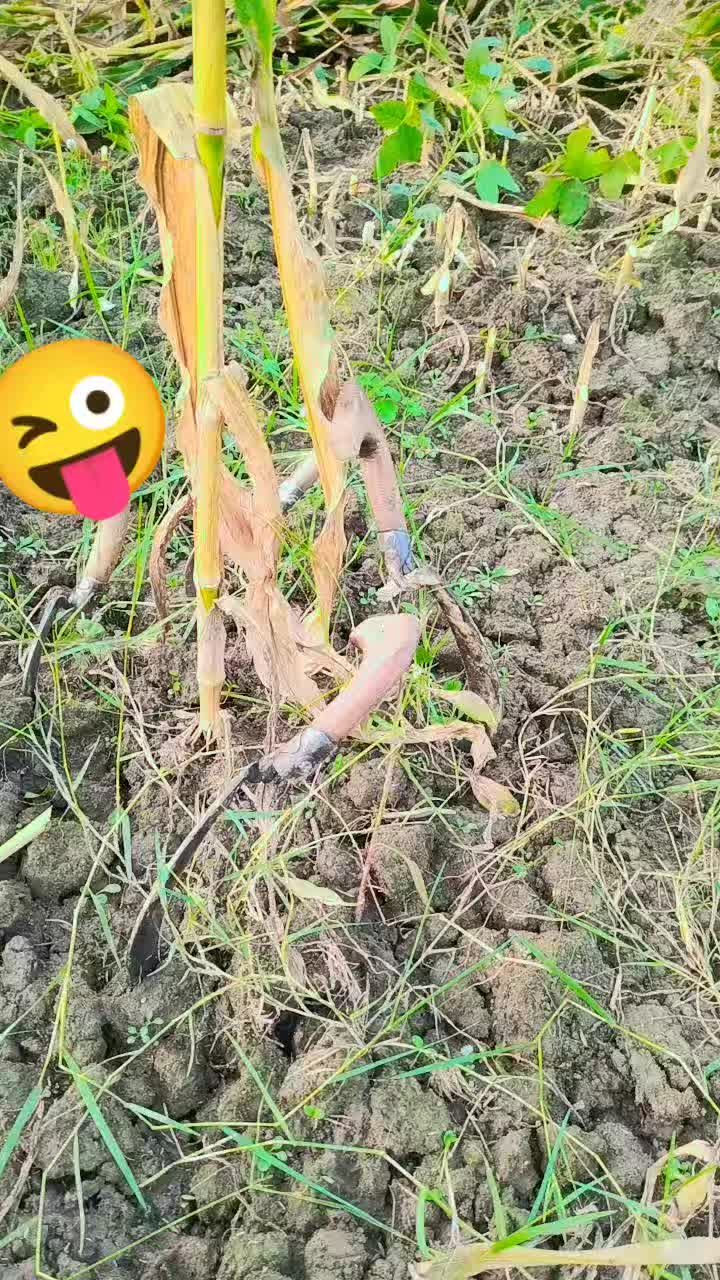 @Shahzadkhan804